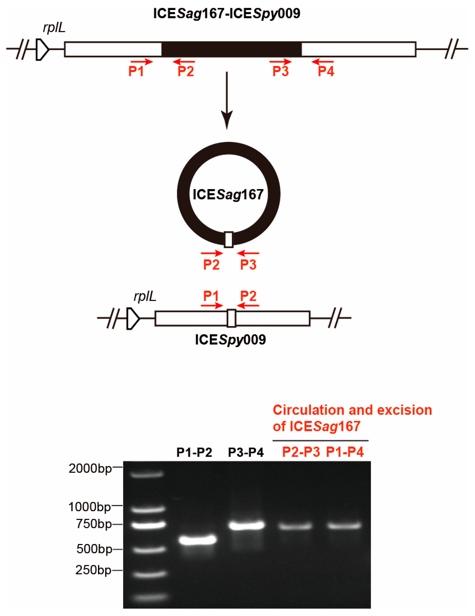 Microorganisms 14 00375 g003