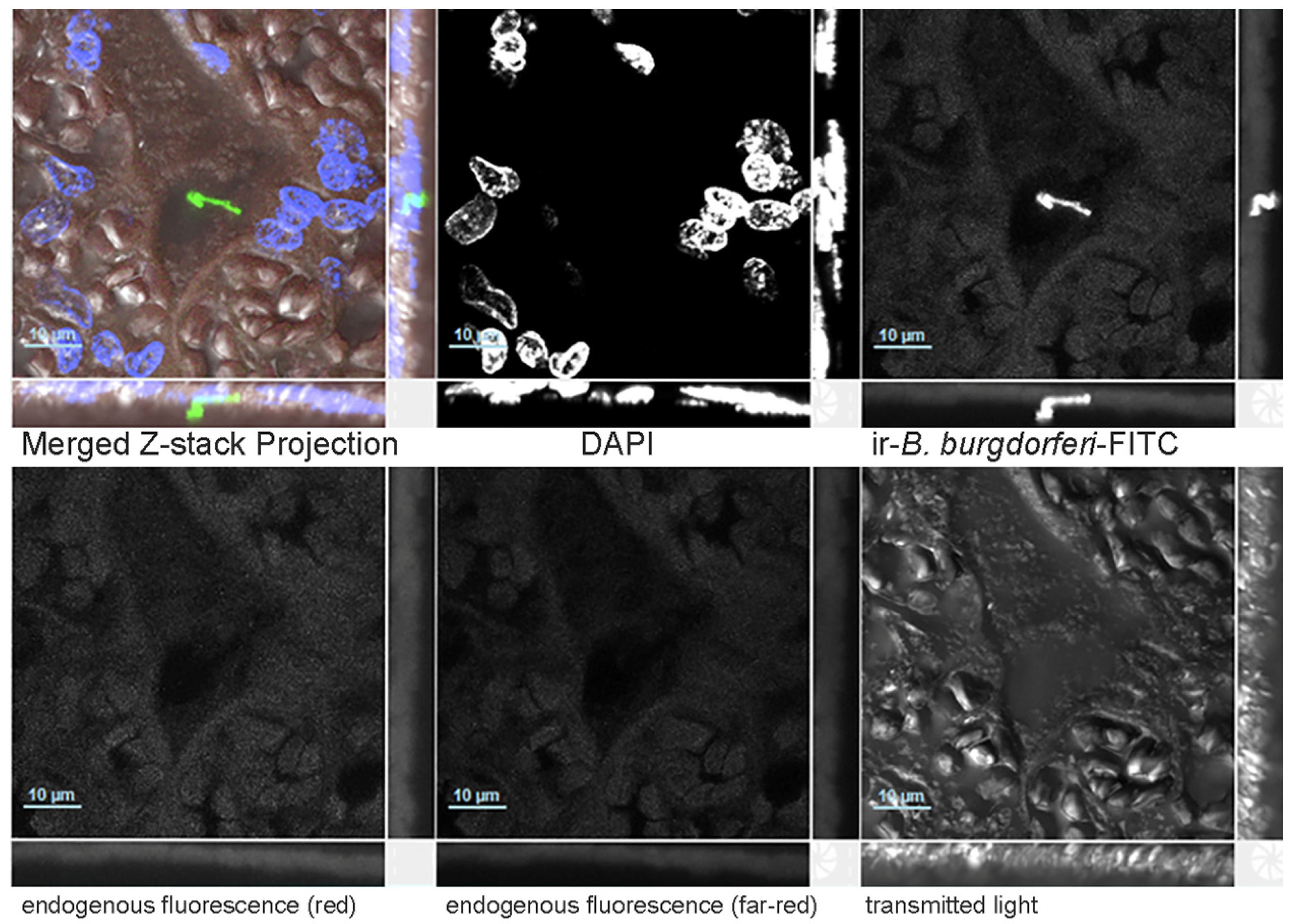Microorganisms 14 00406 g002 Microorganisms 14 00406 g002