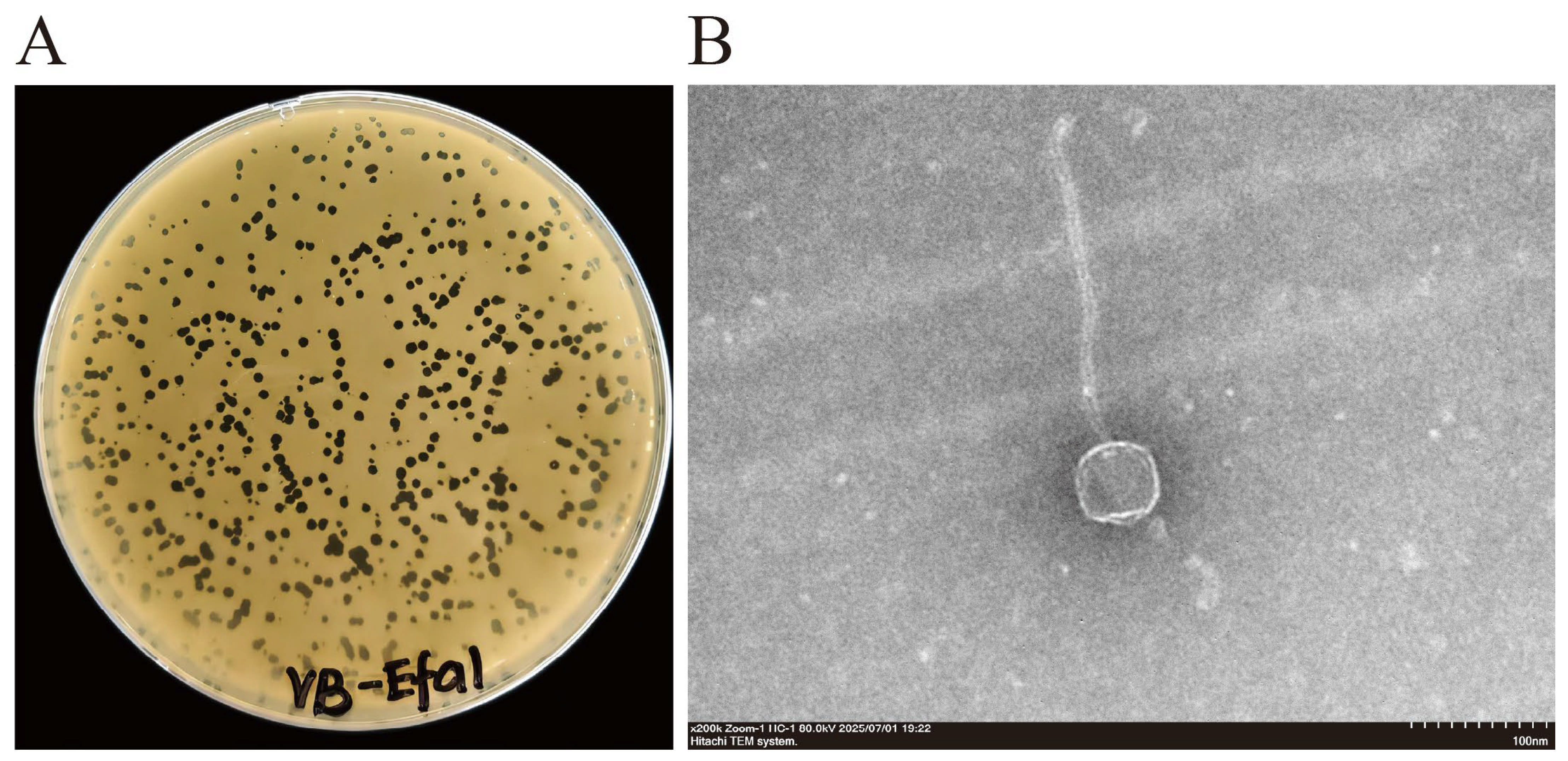 Microorganisms 14 00490 g001 Microorganisms 14 00490 g001