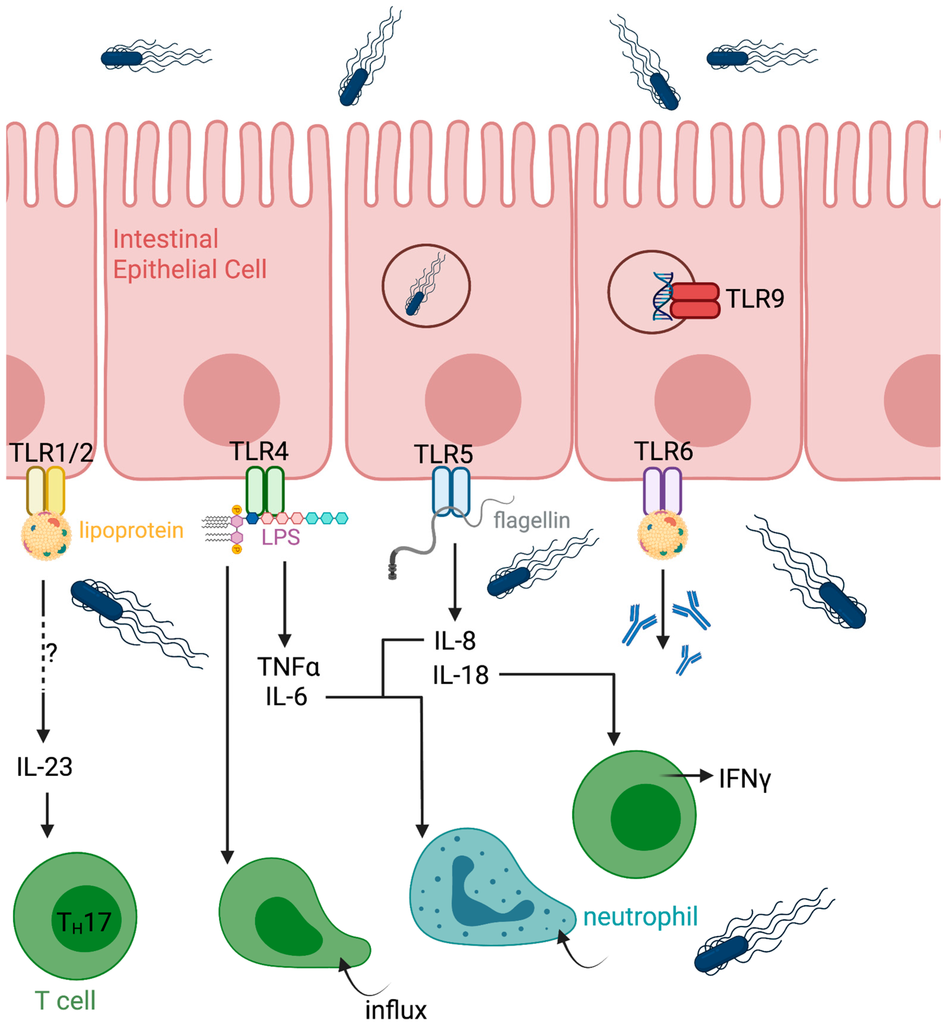 Microorganisms 14 00492 g001