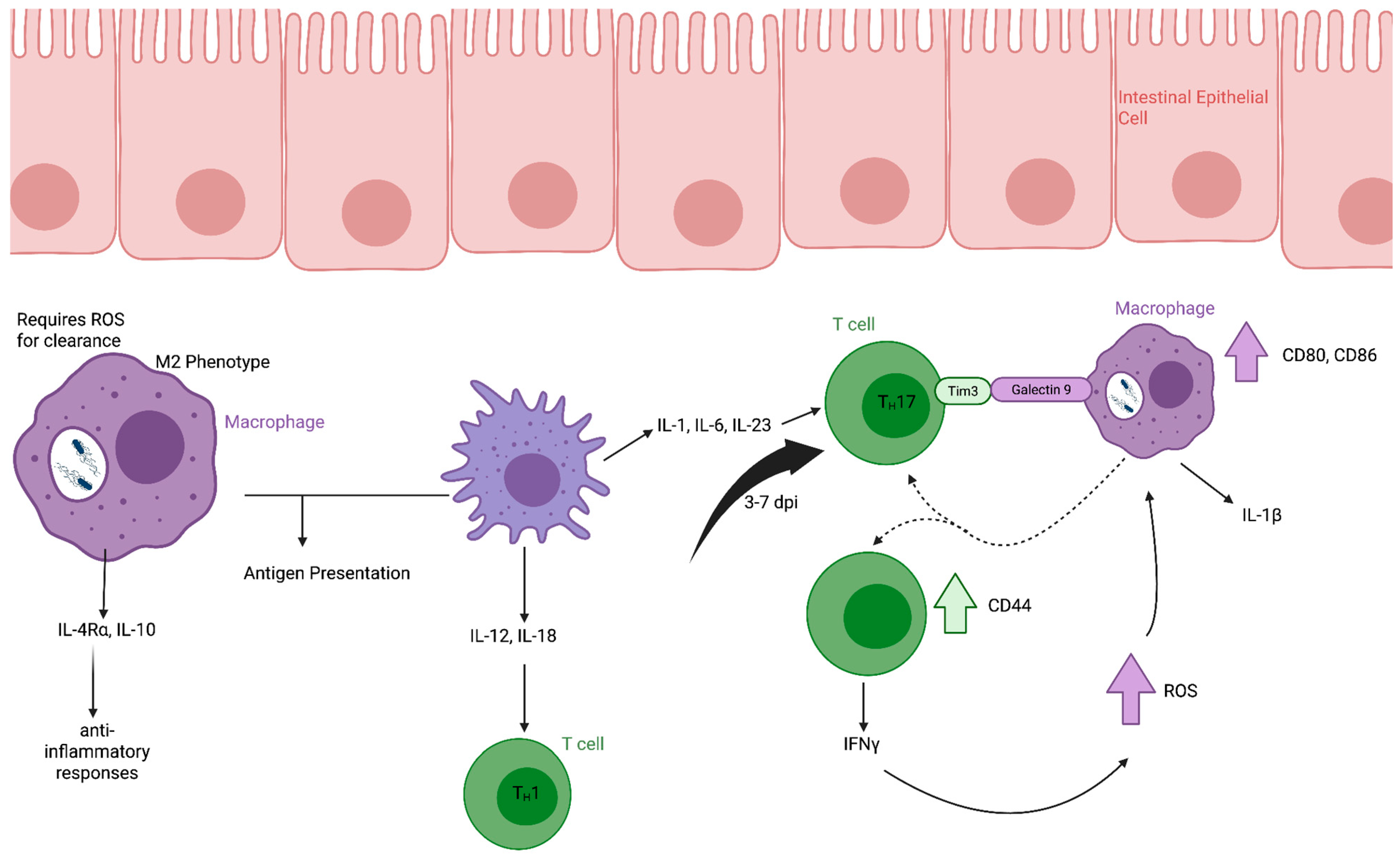 Microorganisms 14 00492 g002