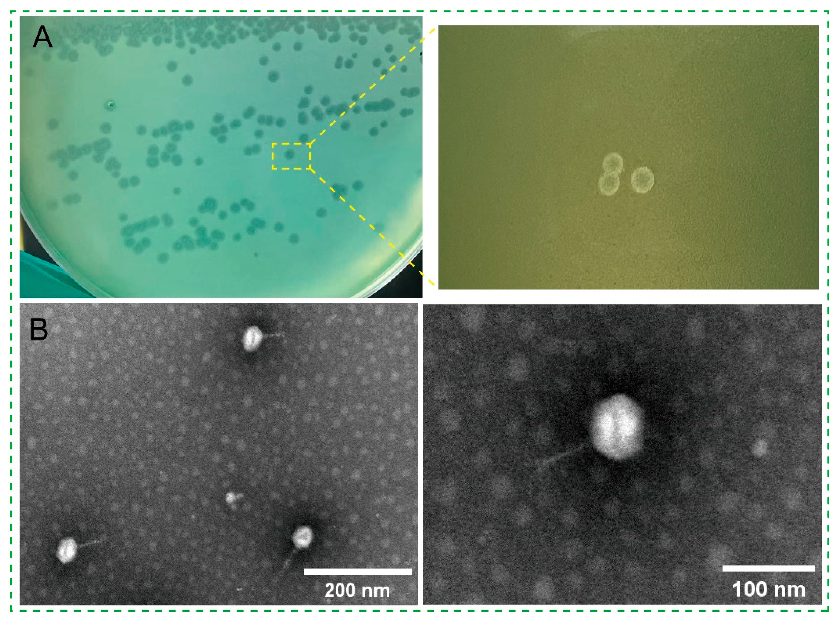 Microorganisms 14 00549 g001 Microorganisms 14 00549 g001