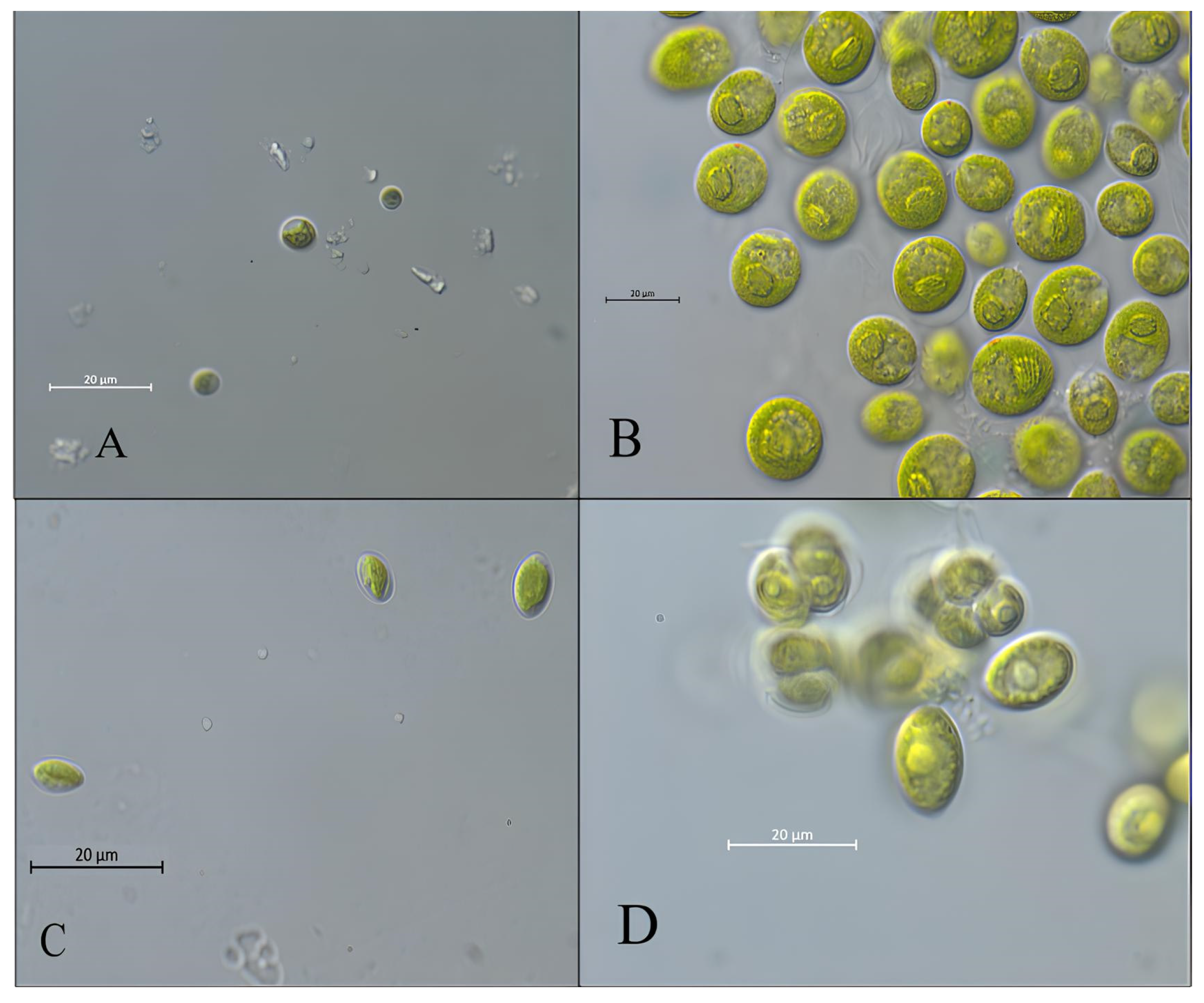 Microorganisms 14 00582 g002 Microorganisms 14 00582 g002