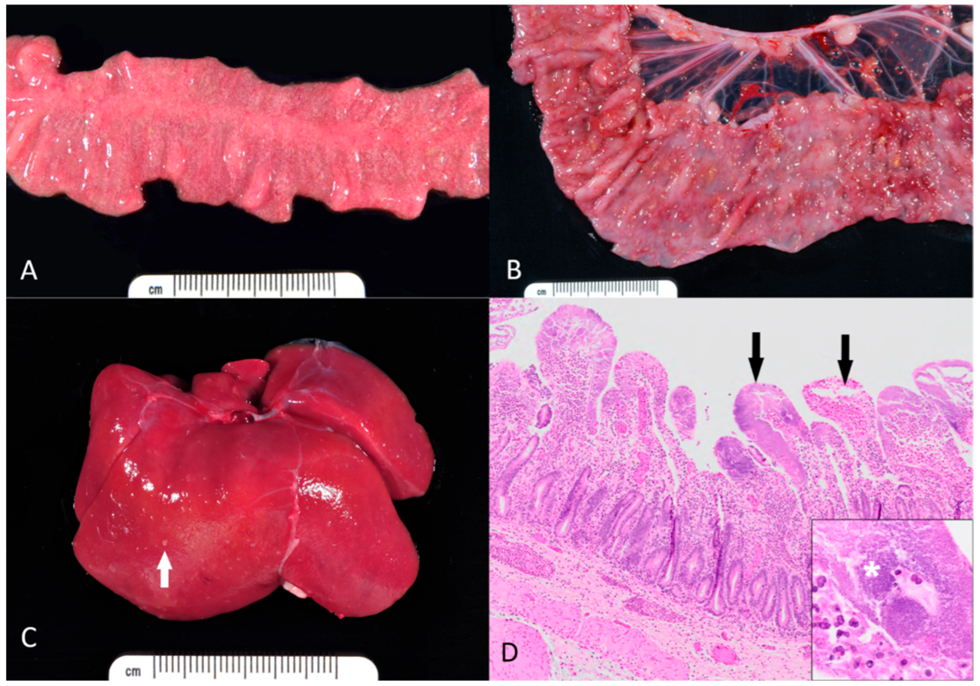 Microorganisms 14 00596 g001