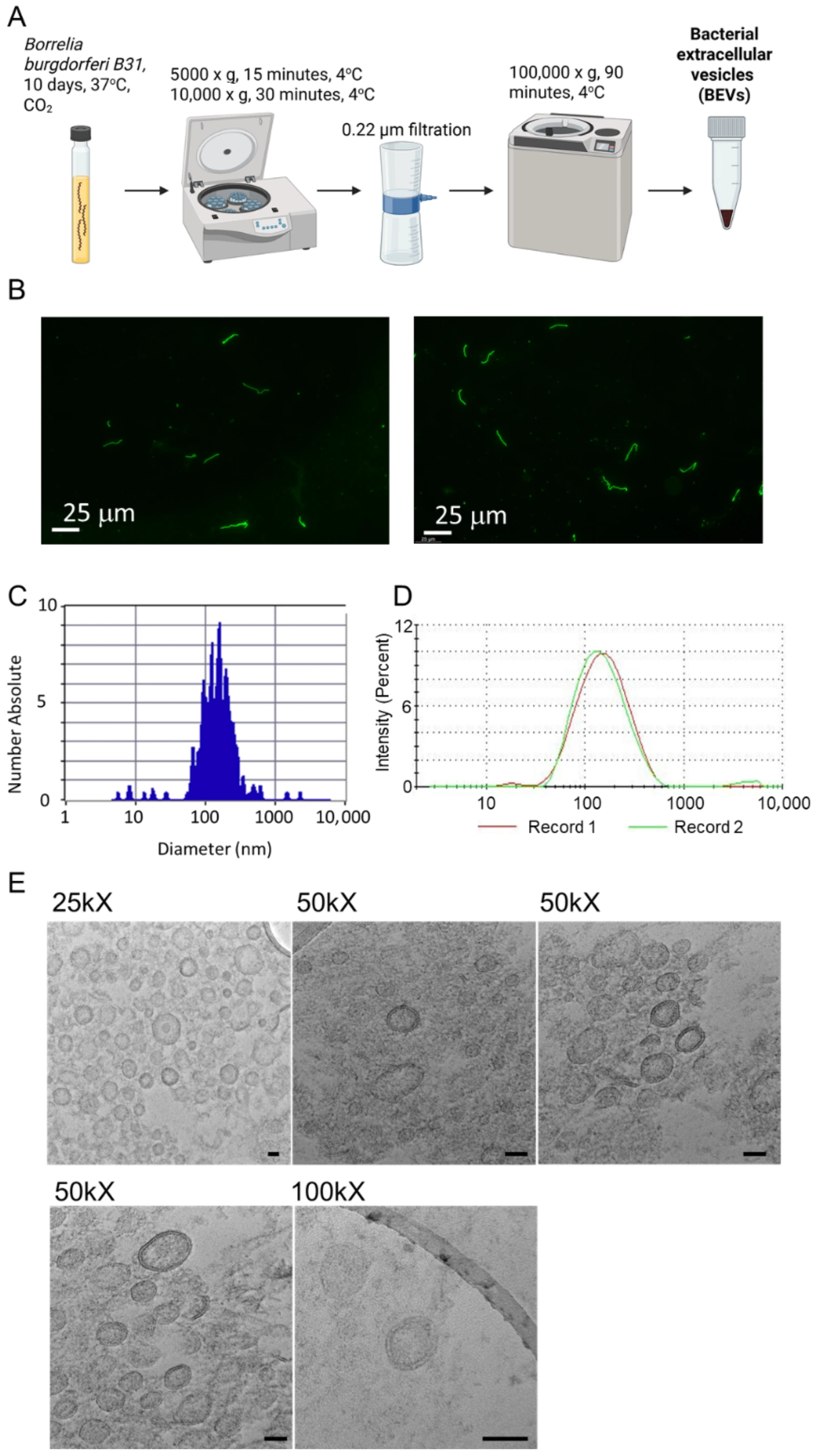 Microorganisms 14 00600 g001 Microorganisms 14 00600 g001