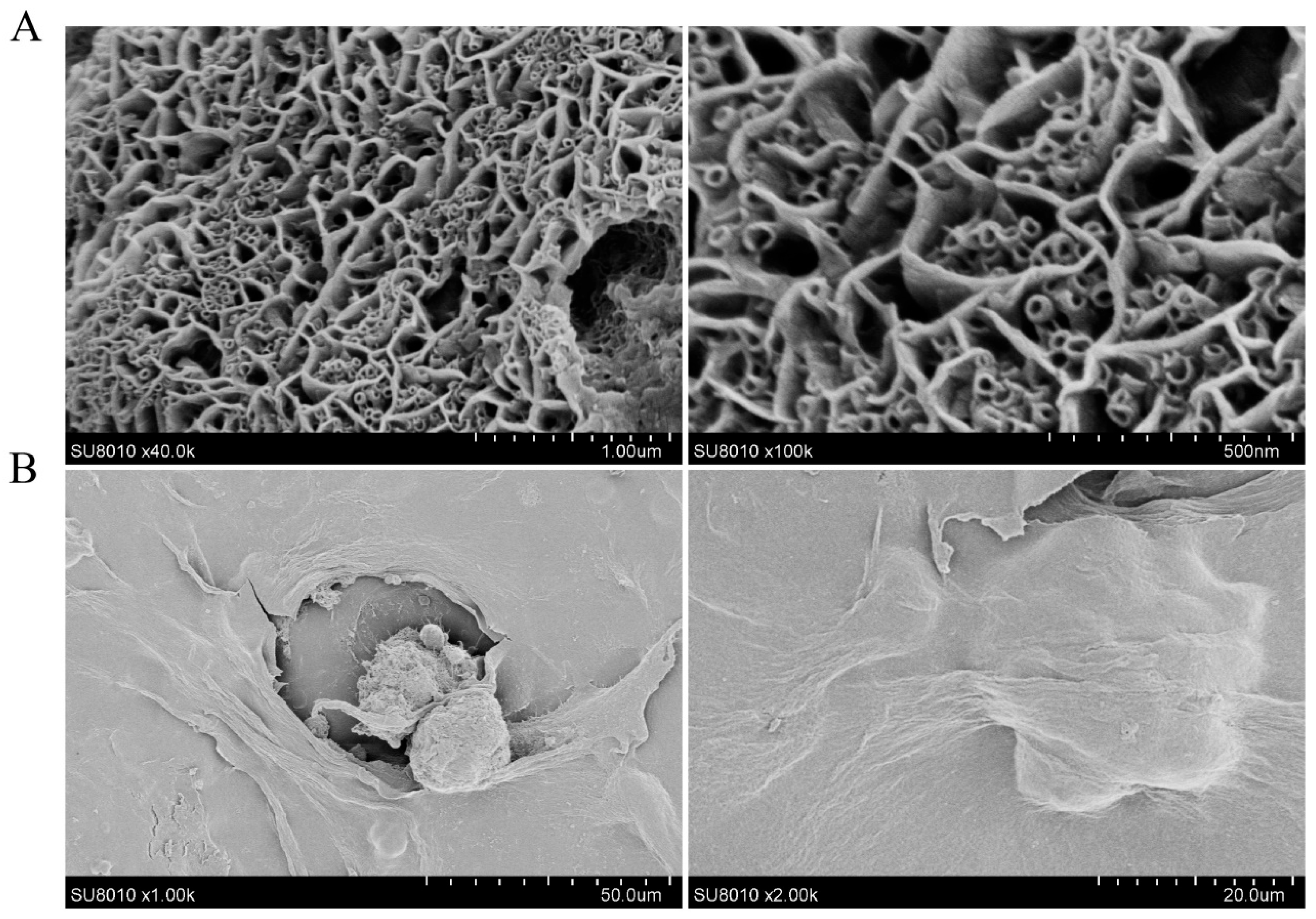 Microorganisms 14 00601 g001 Microorganisms 14 00601 g001