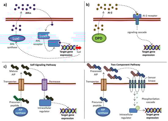 Microorganisms 14 00618 g001
