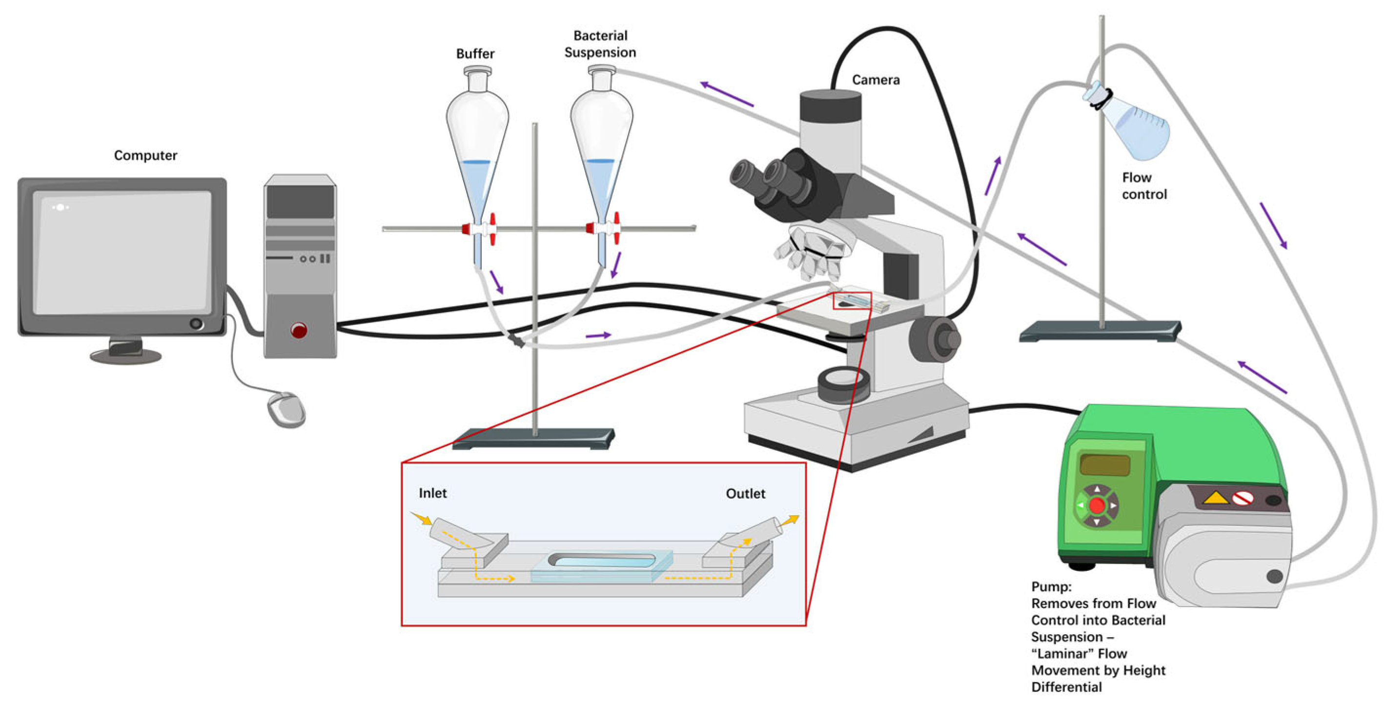 Microorganisms 14 00623 g001