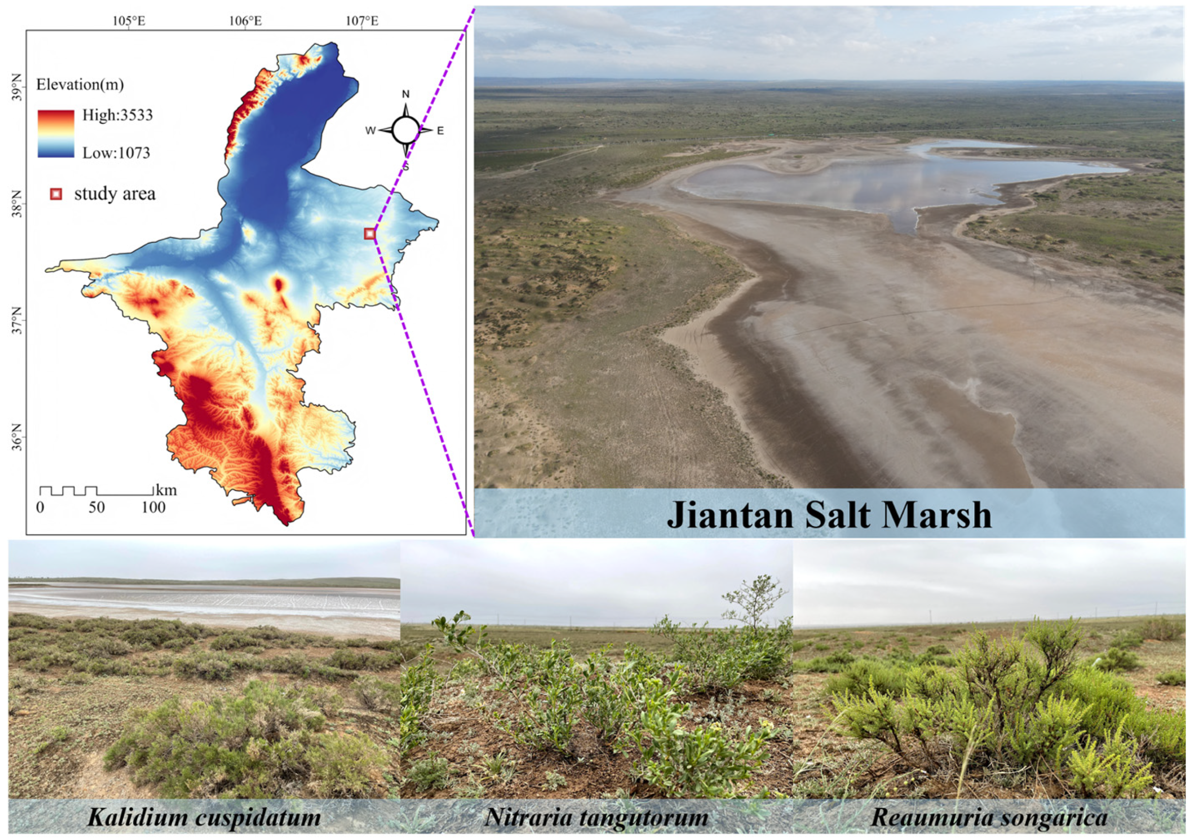 Microorganisms 14 00635 g001