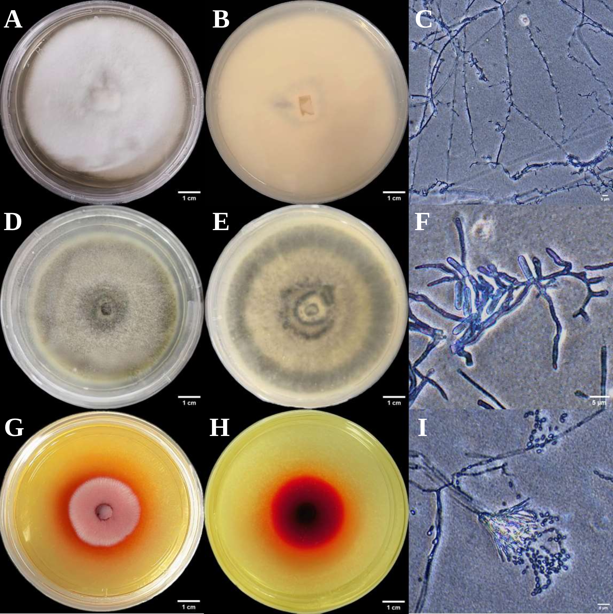 Microorganisms 14 00664 g003