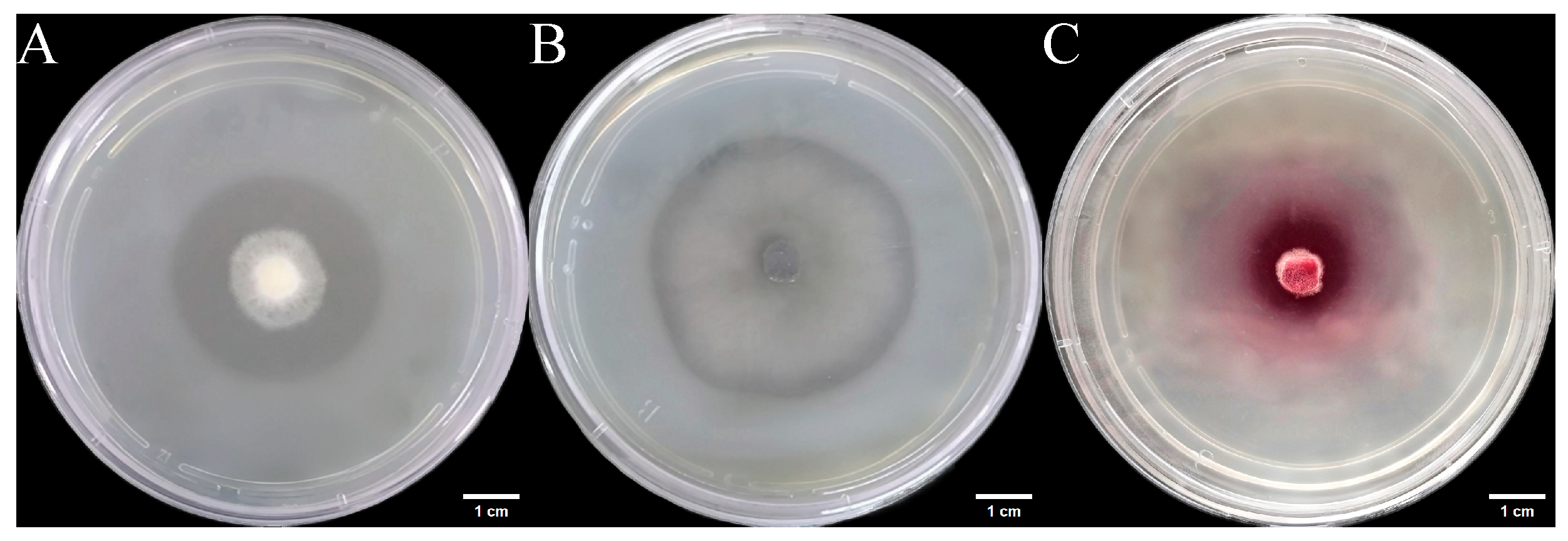Microorganisms 14 00664 g007