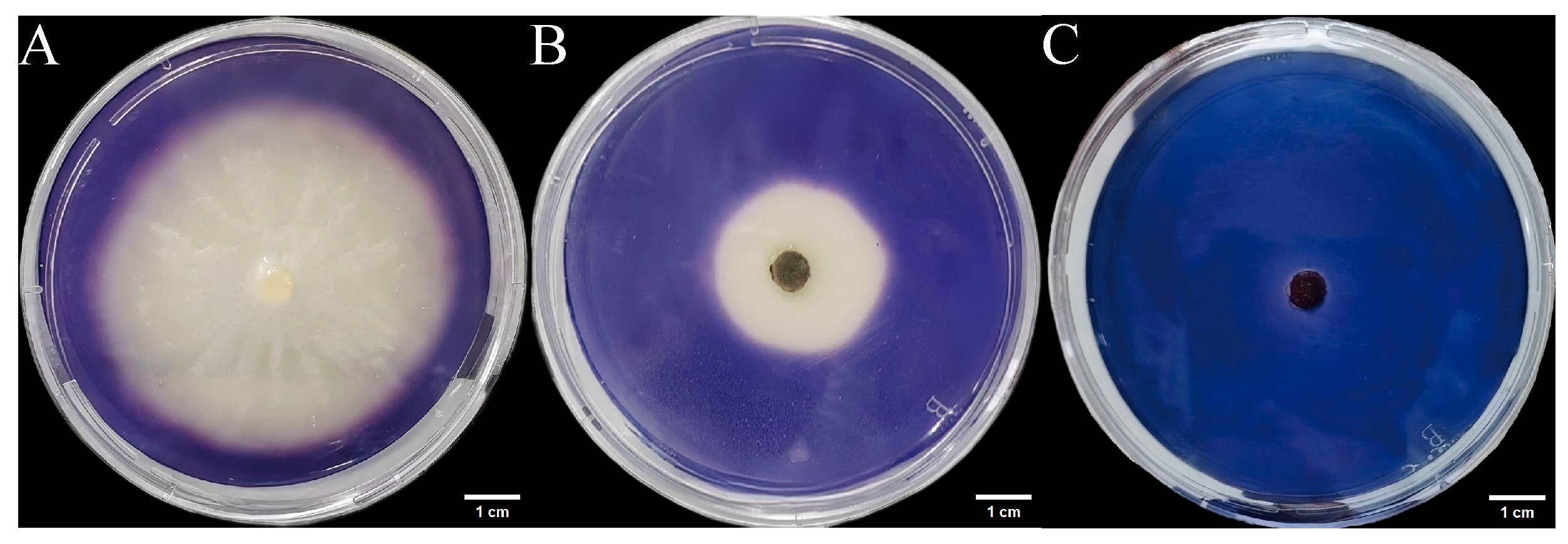 Microorganisms 14 00664 g009