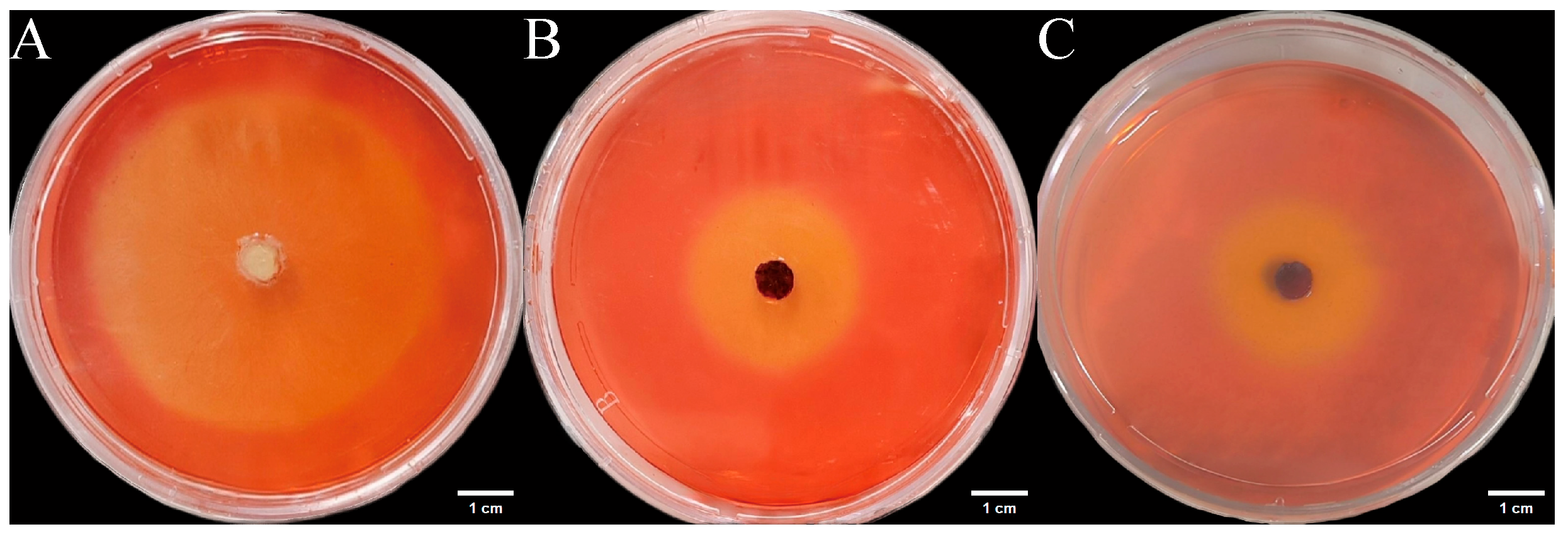 Microorganisms 14 00664 g011