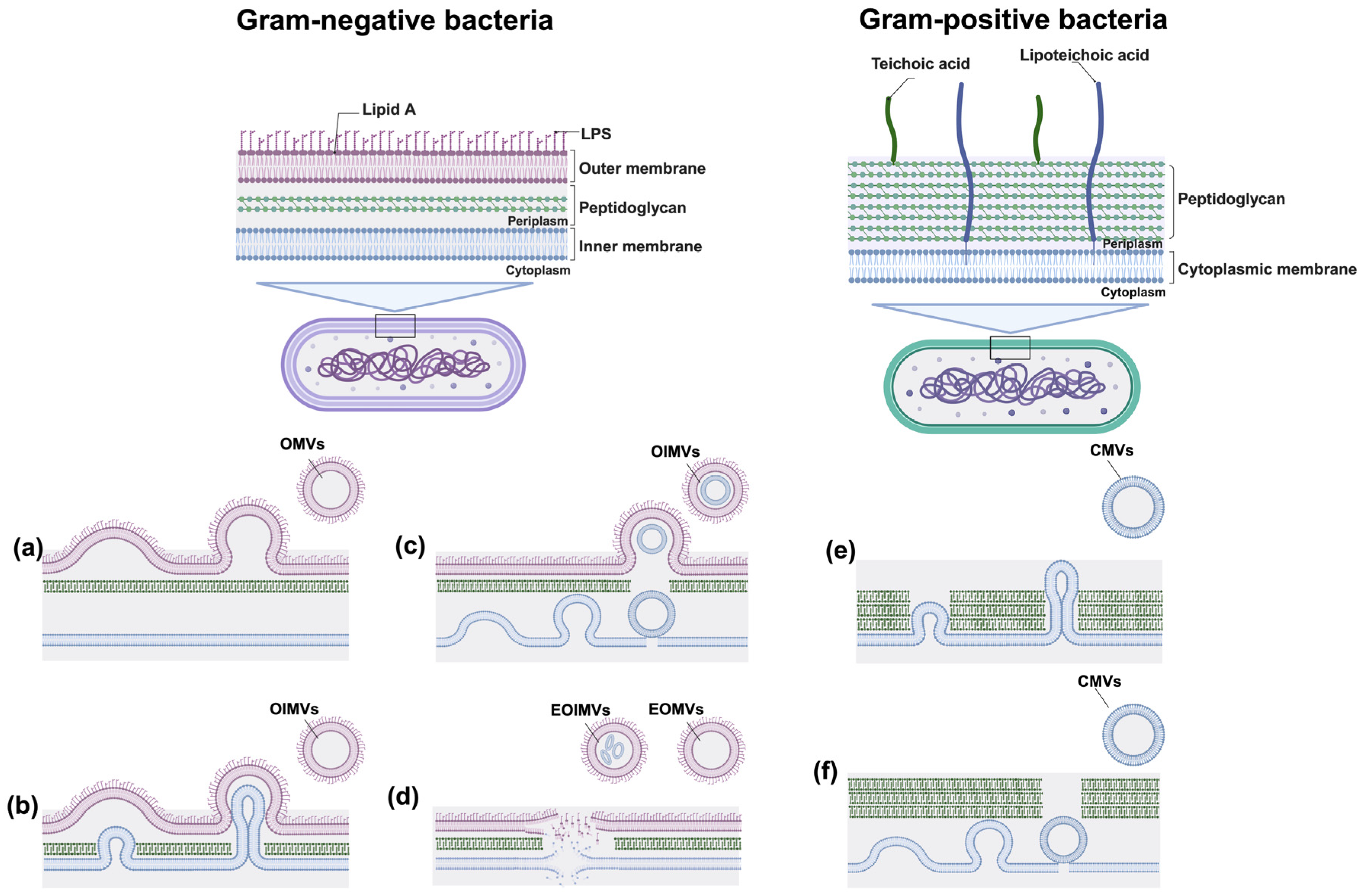 Microorganisms 14 00689 g001