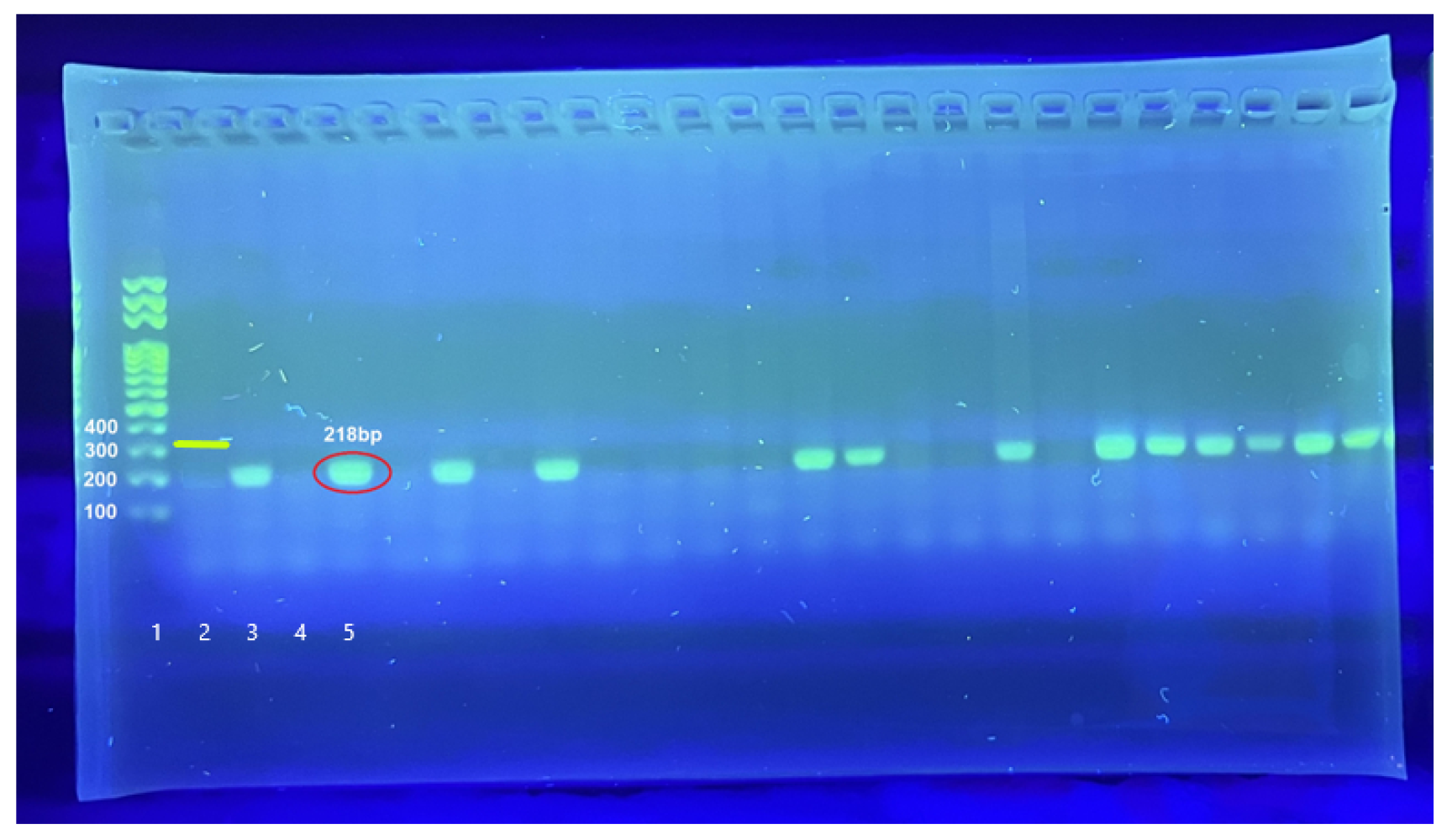 Microorganisms 14 00694 g001 Microorganisms 14 00694 g001