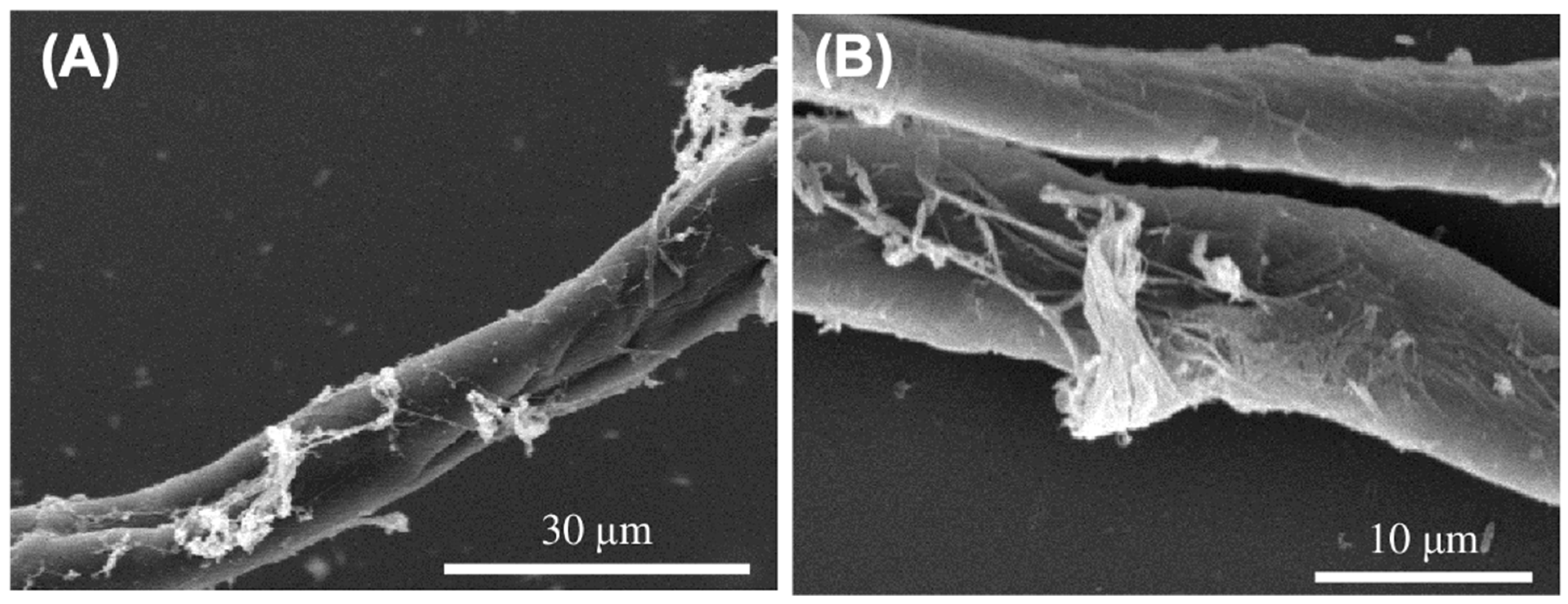 Microorganisms 14 00714 g004 Microorganisms 14 00714 g004