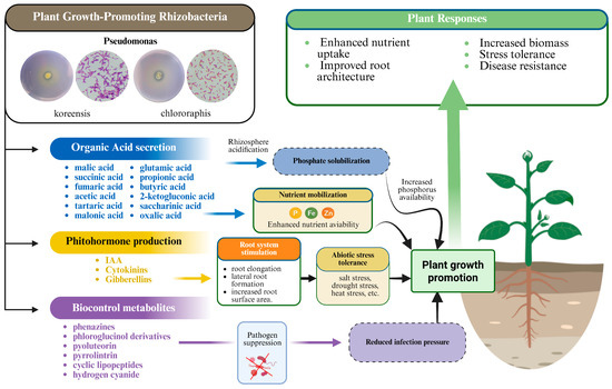 Microorganisms 14 00803 g001
