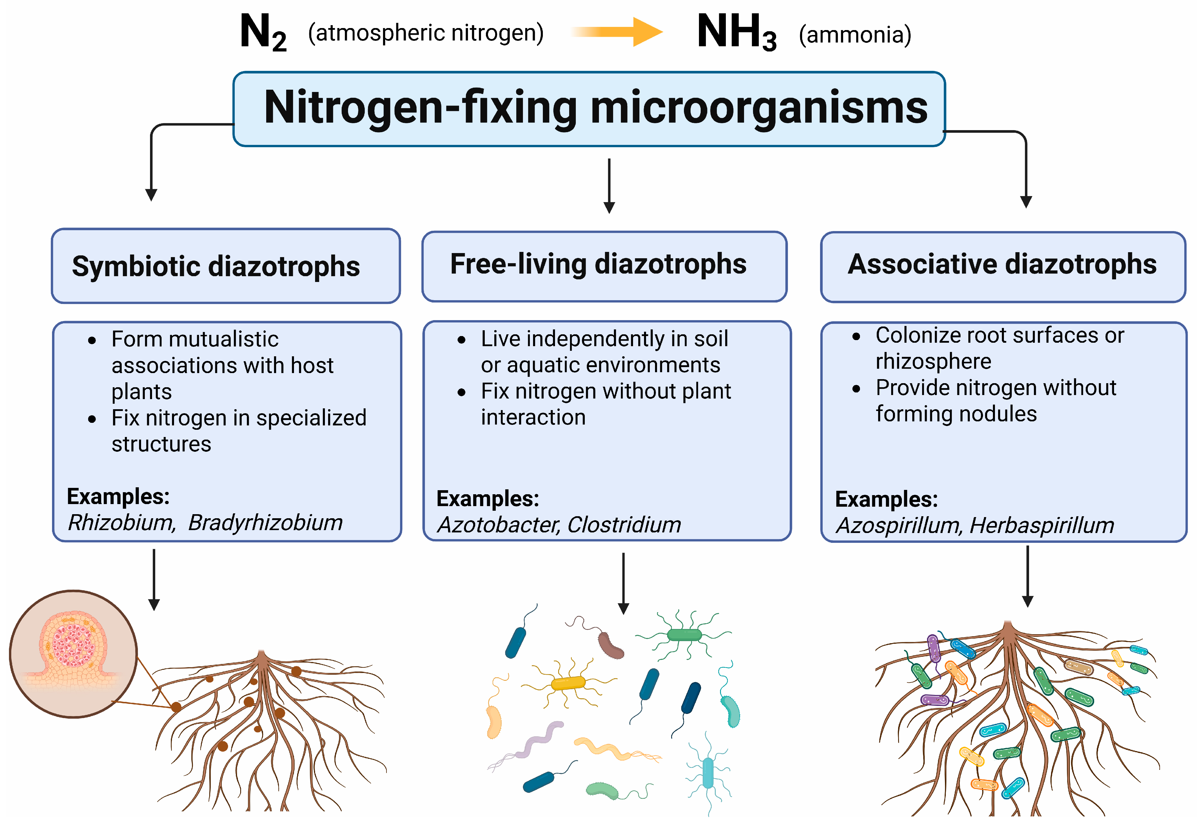 Microorganisms 14 00803 g002 Microorganisms 14 00803 g002