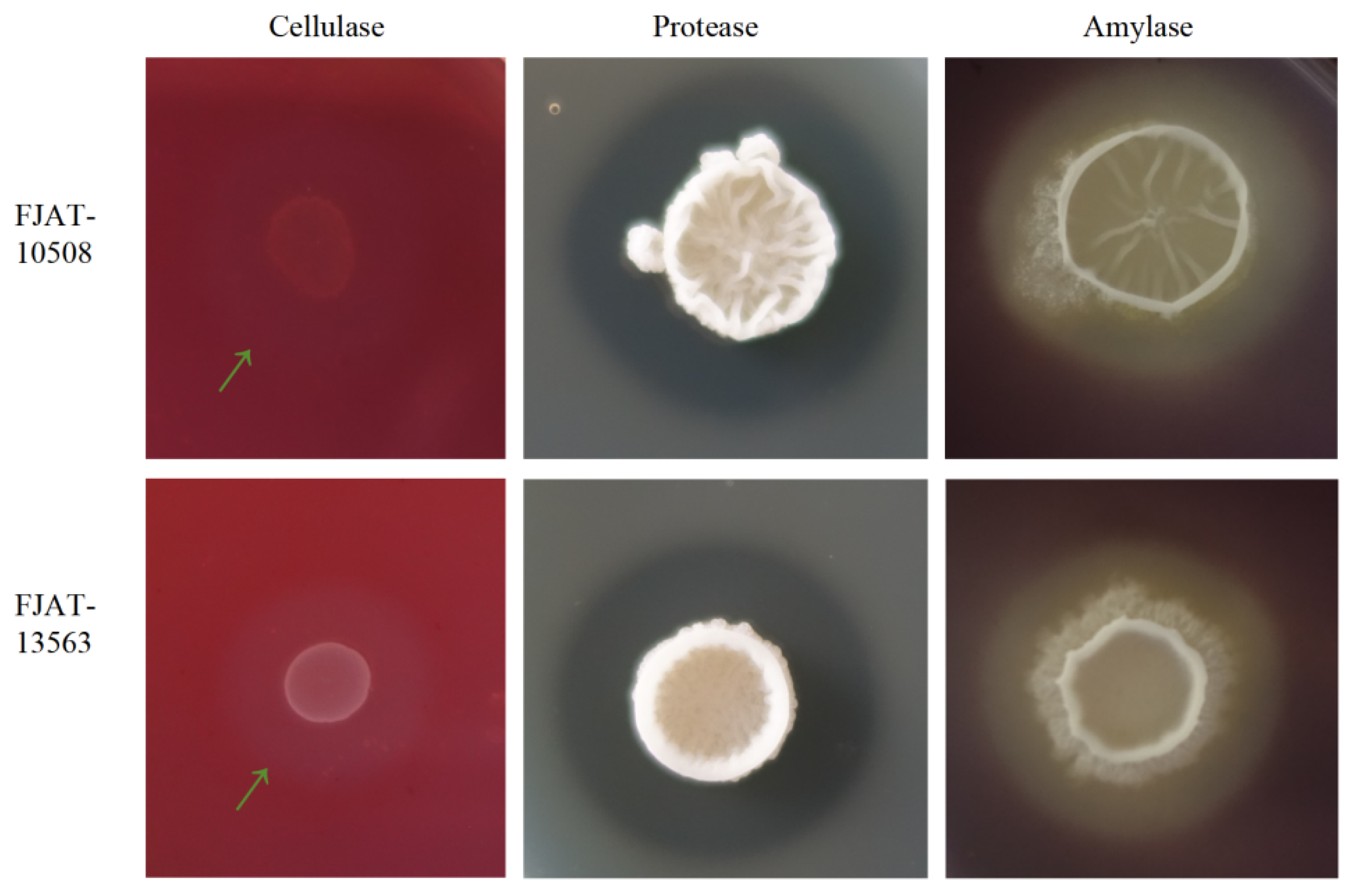 Microorganisms 14 00834 g001