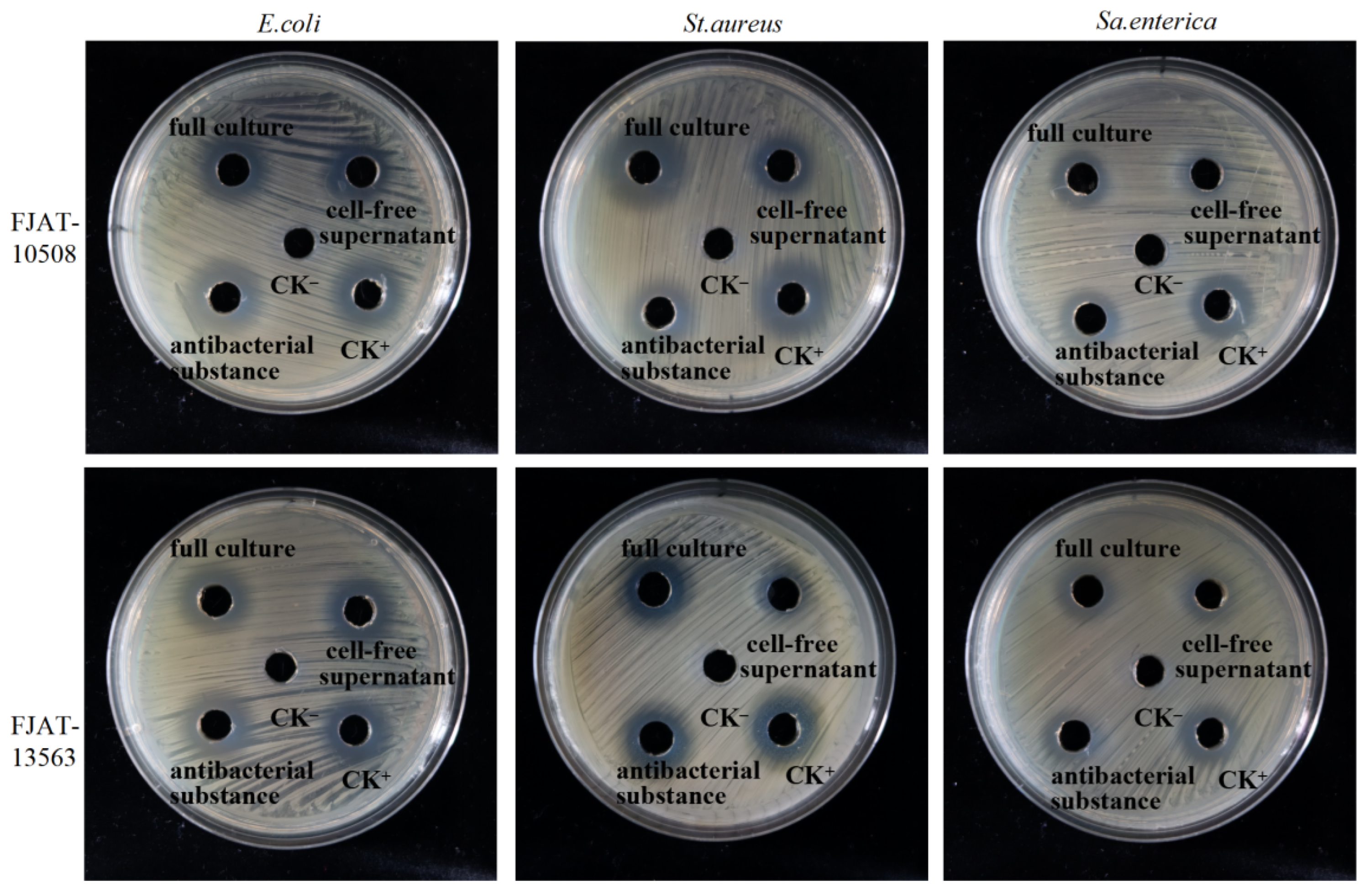 Microorganisms 14 00834 g003