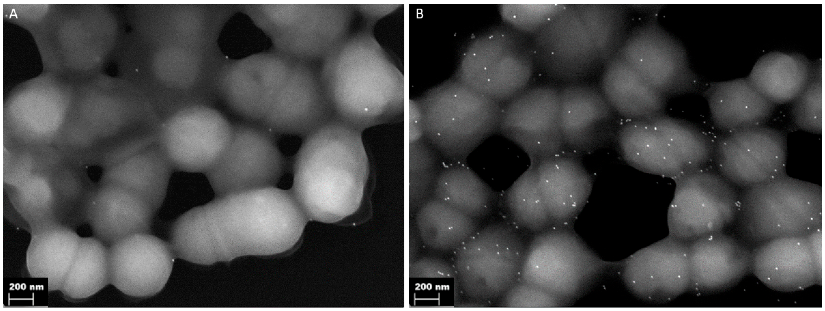 Microorganisms 14 00919 g002