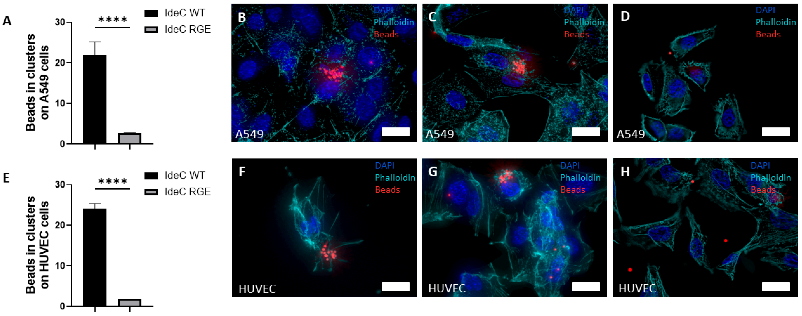Microorganisms 14 00919 g004