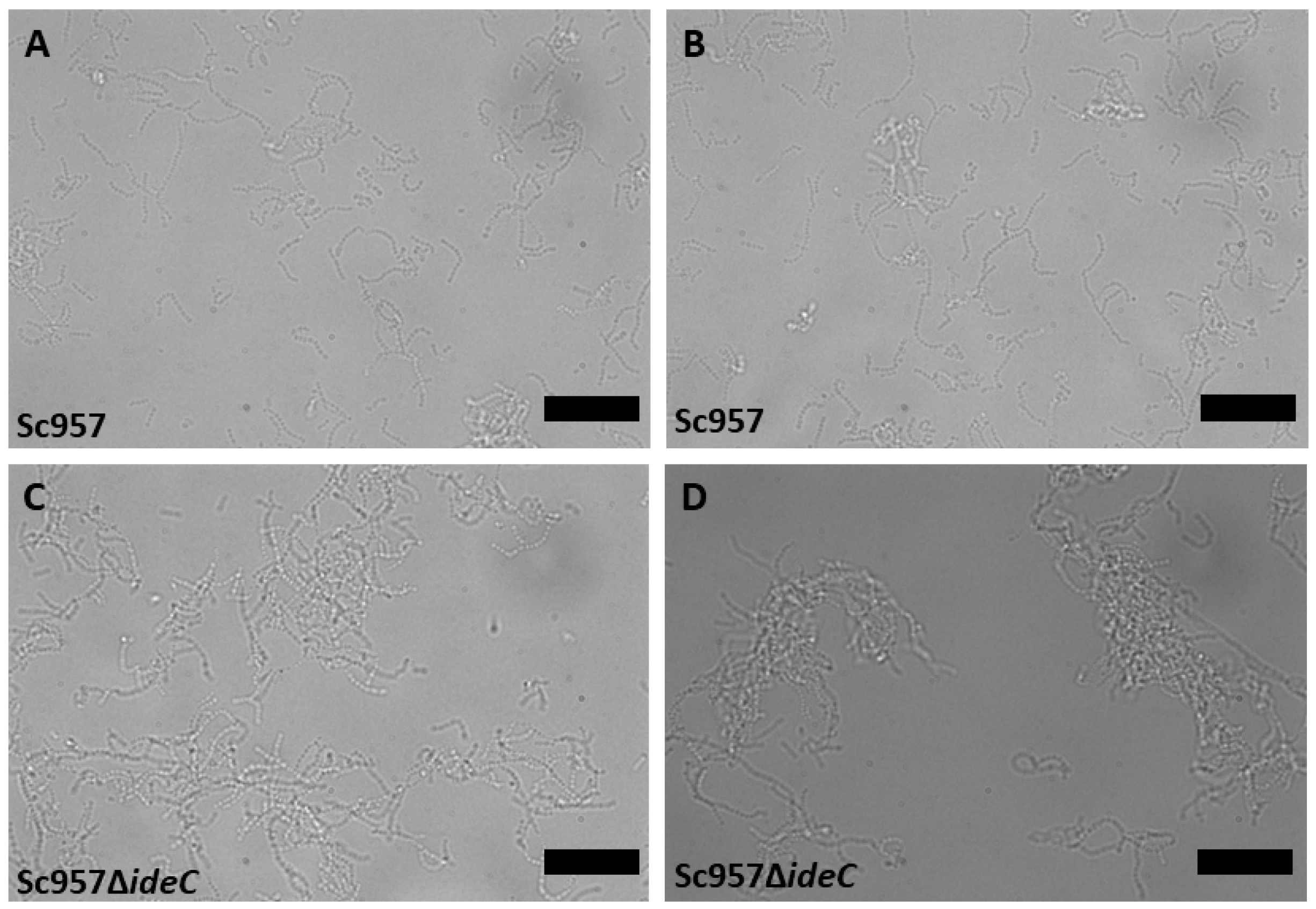 Microorganisms 14 00919 g007