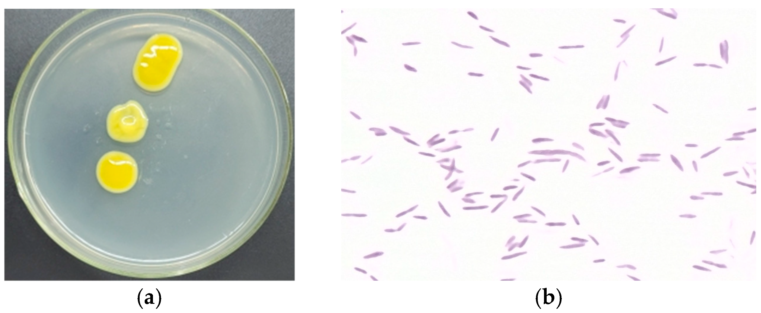 Microorganisms 14 00937 g001