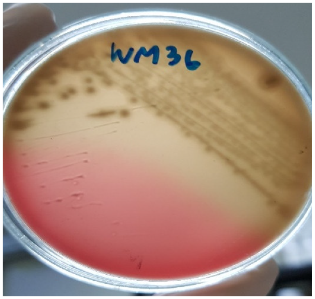 Microorganisms 14 01321 g002 Microorganisms 14 01321 g002