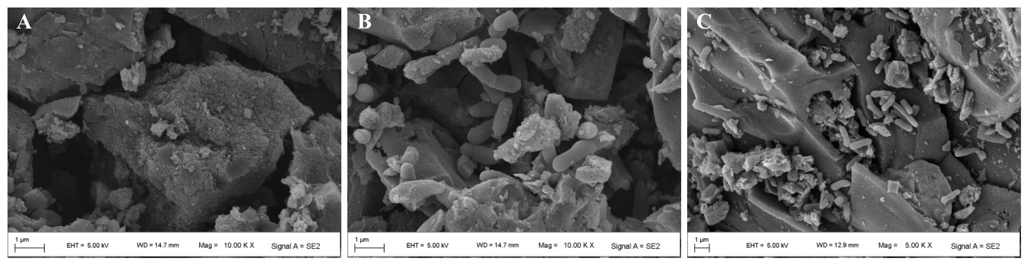 Microorganisms 14 01384 g009a Microorganisms 14 01384 g009a