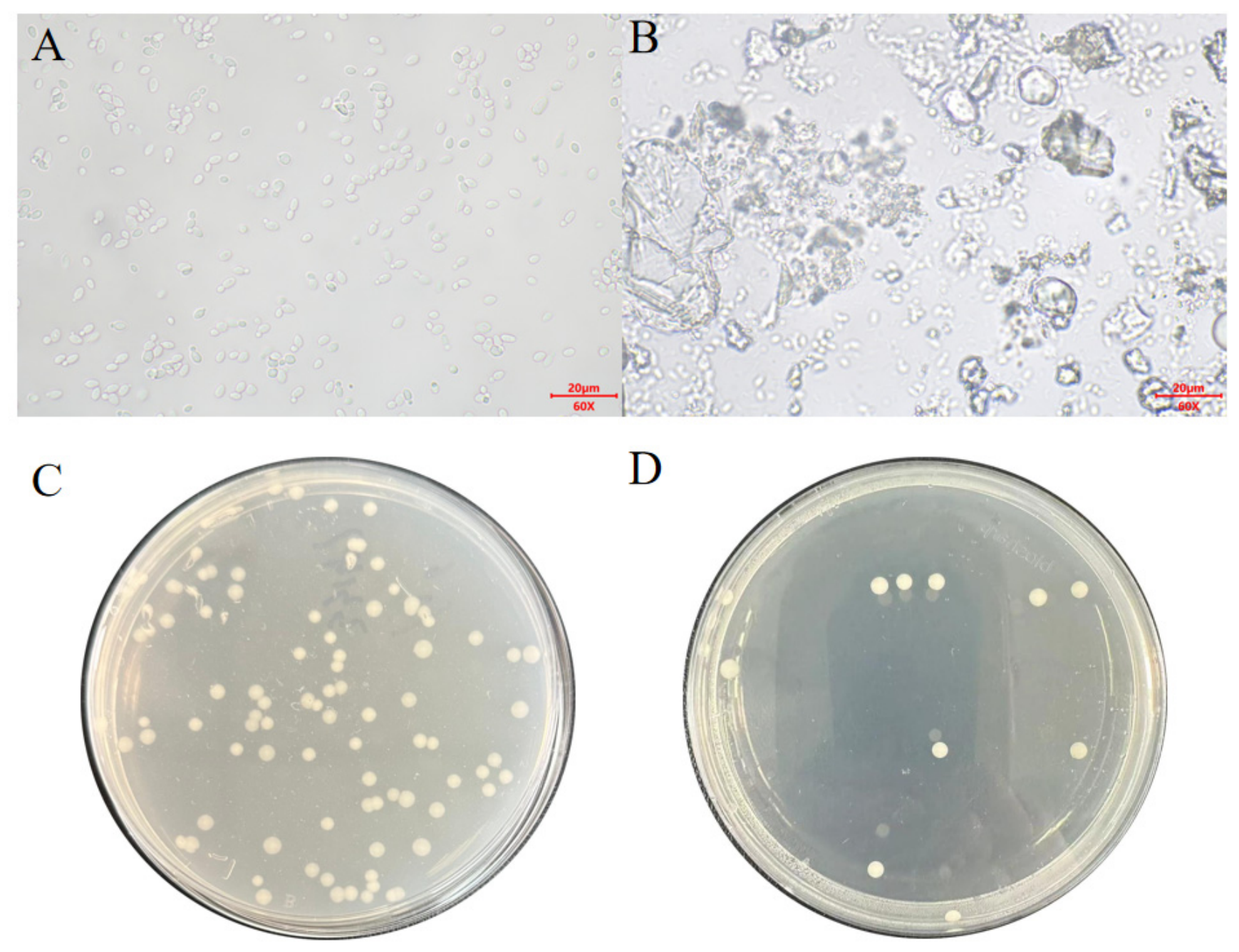 Microorganisms 14 01440 g001 Microorganisms 14 01440 g001