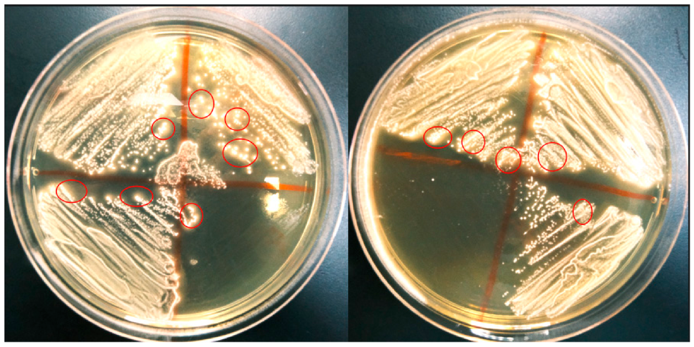 Microorganisms 14 01466 g001 Microorganisms 14 01466 g001