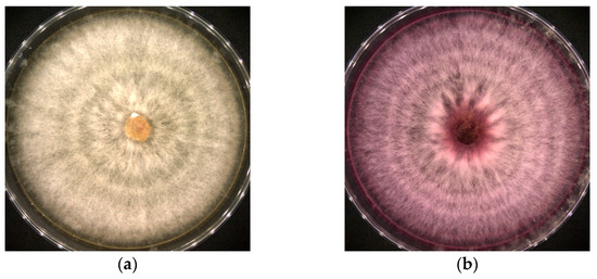 Microorganisms 14 01709 g001a Microorganisms 14 01709 g001a