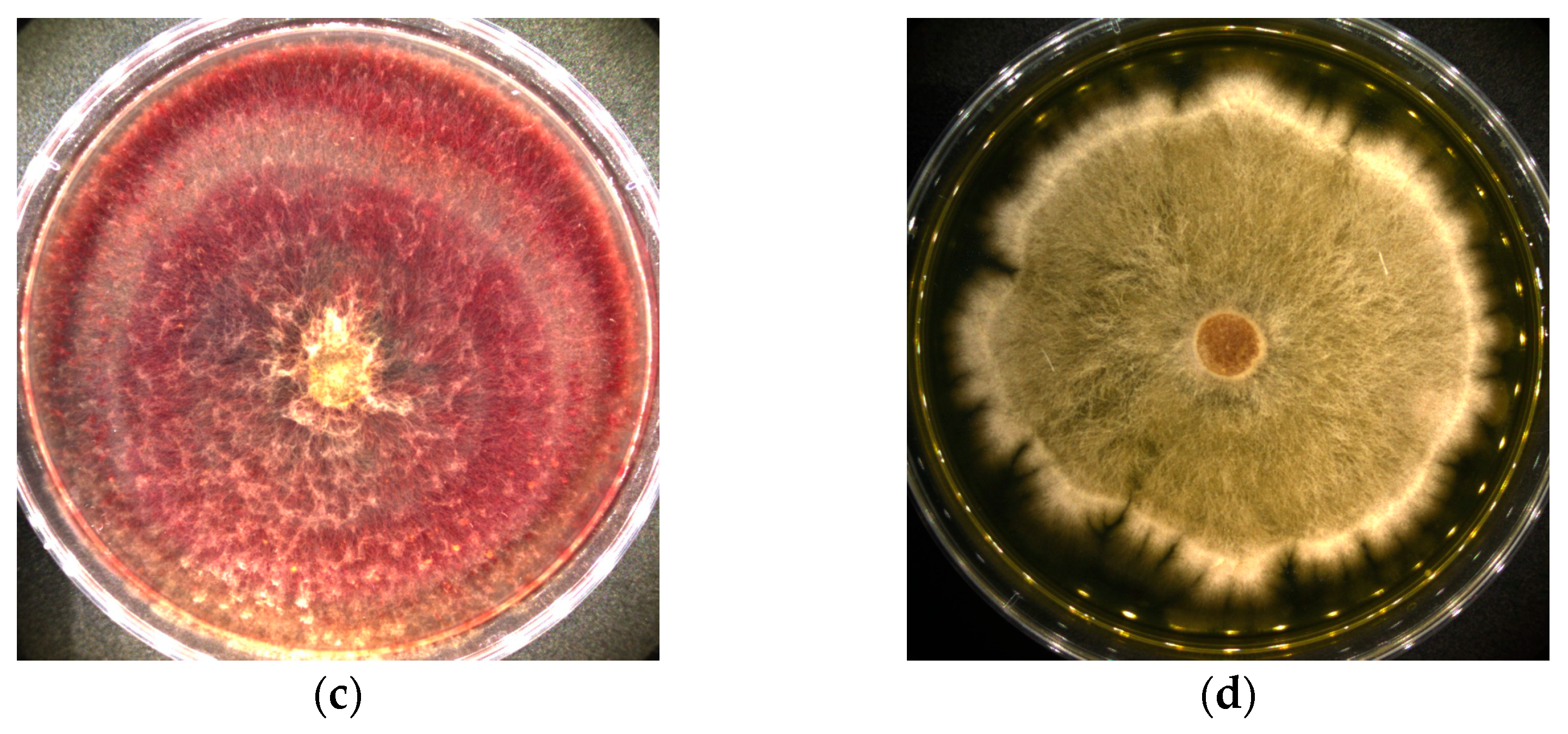 Microorganisms 14 01709 g001b Microorganisms 14 01709 g001b