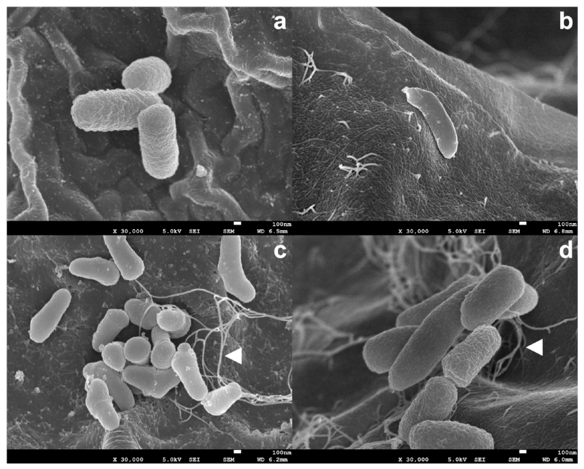 Microorganisms 14 01850 g003 Microorganisms 14 01850 g003