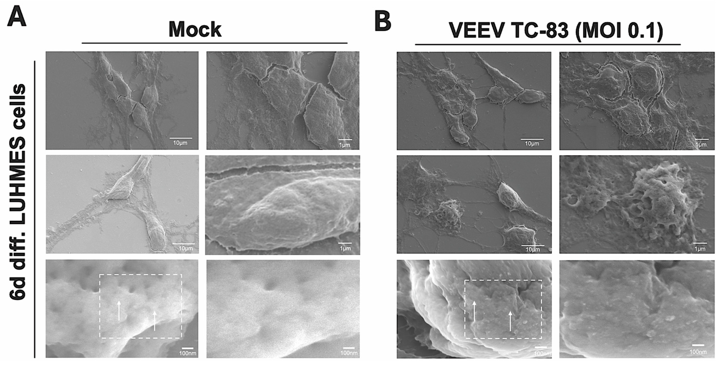 Microorganisms 14 01944 g003 Microorganisms 14 01944 g003