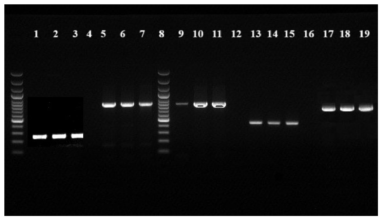 Microorganisms 14 02181 g001 Microorganisms 14 02181 g001