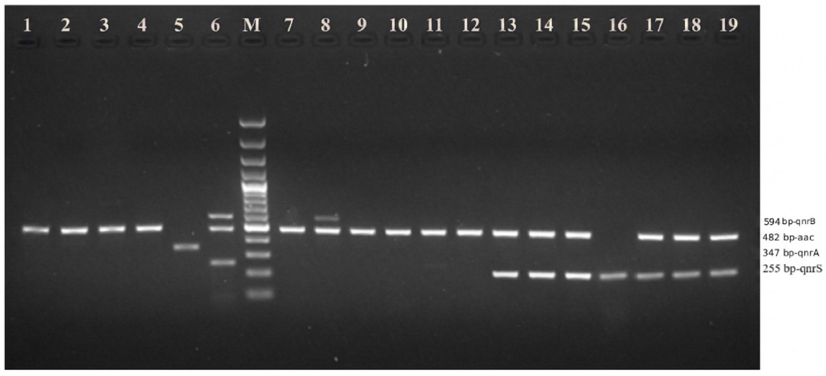 Microorganisms 14 02181 g002 Microorganisms 14 02181 g002