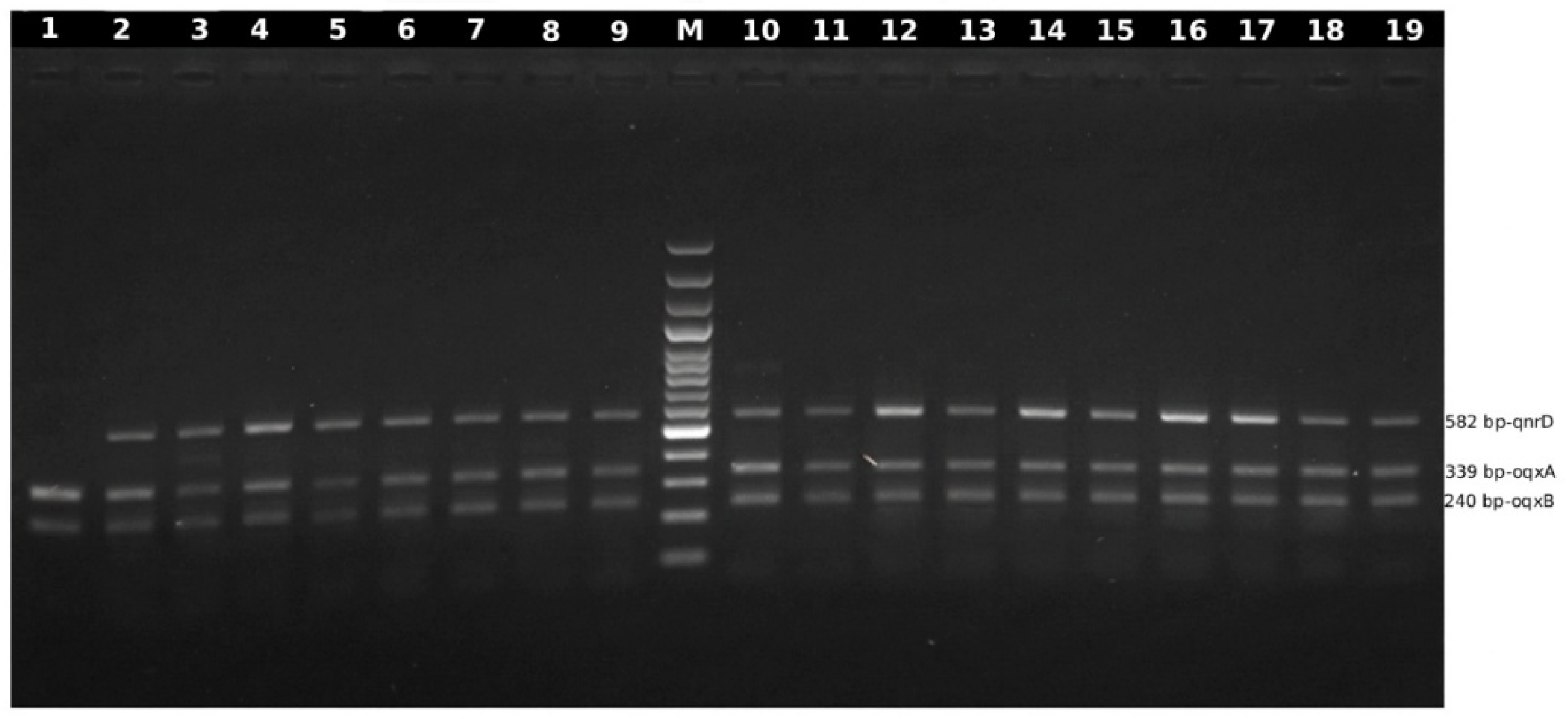 Microorganisms 14 02181 g003 Microorganisms 14 02181 g003
