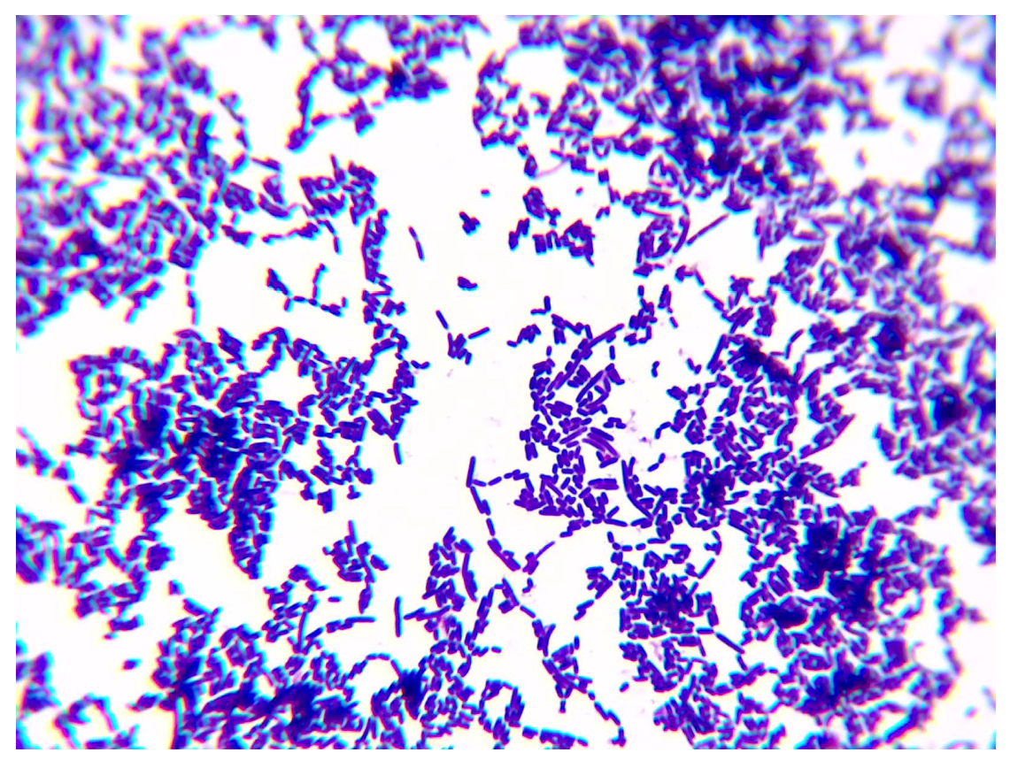 Microorganisms 14 02387 g002 Microorganisms 14 02387 g002