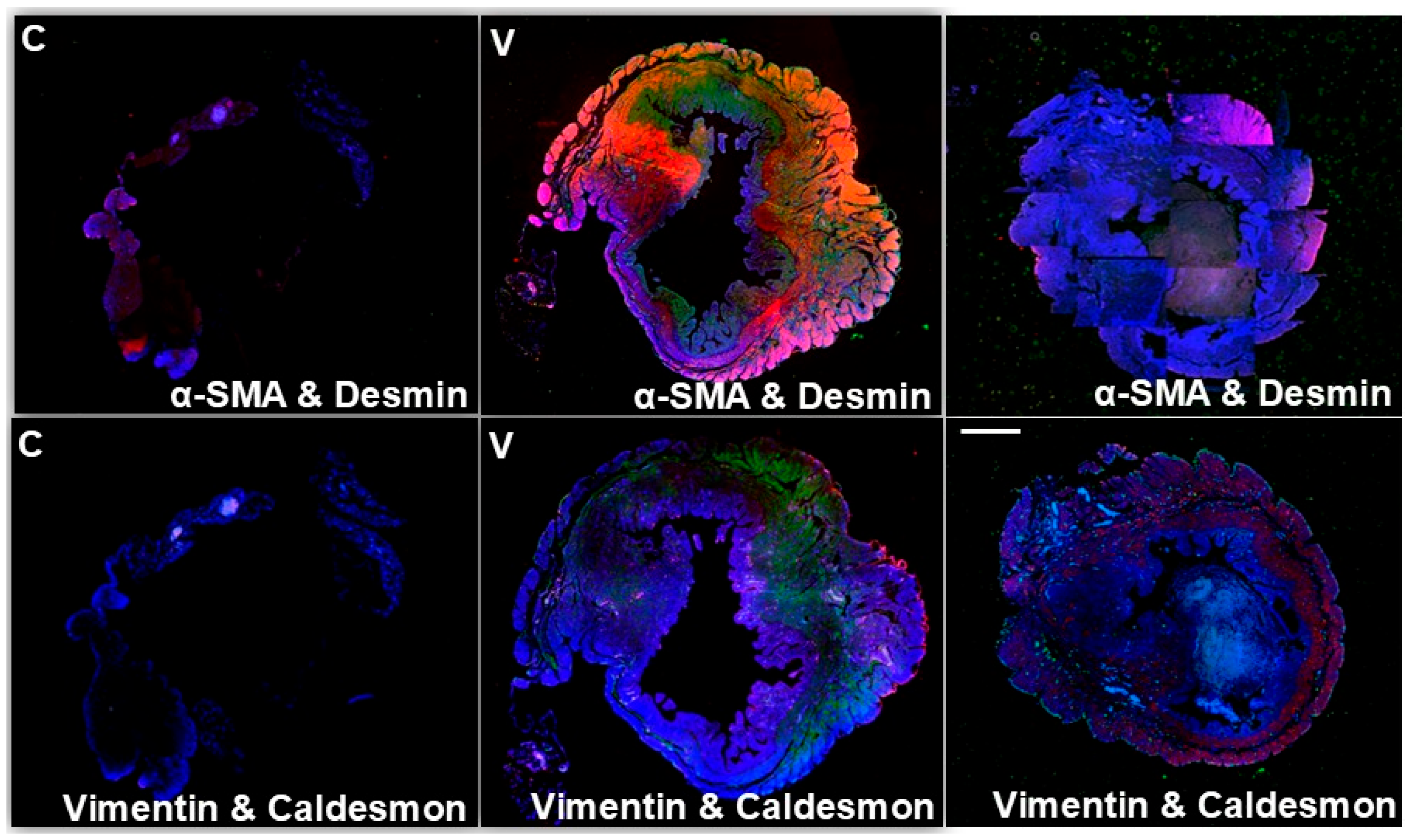 Microorganisms 14 02405 g006 Microorganisms 14 02405 g006