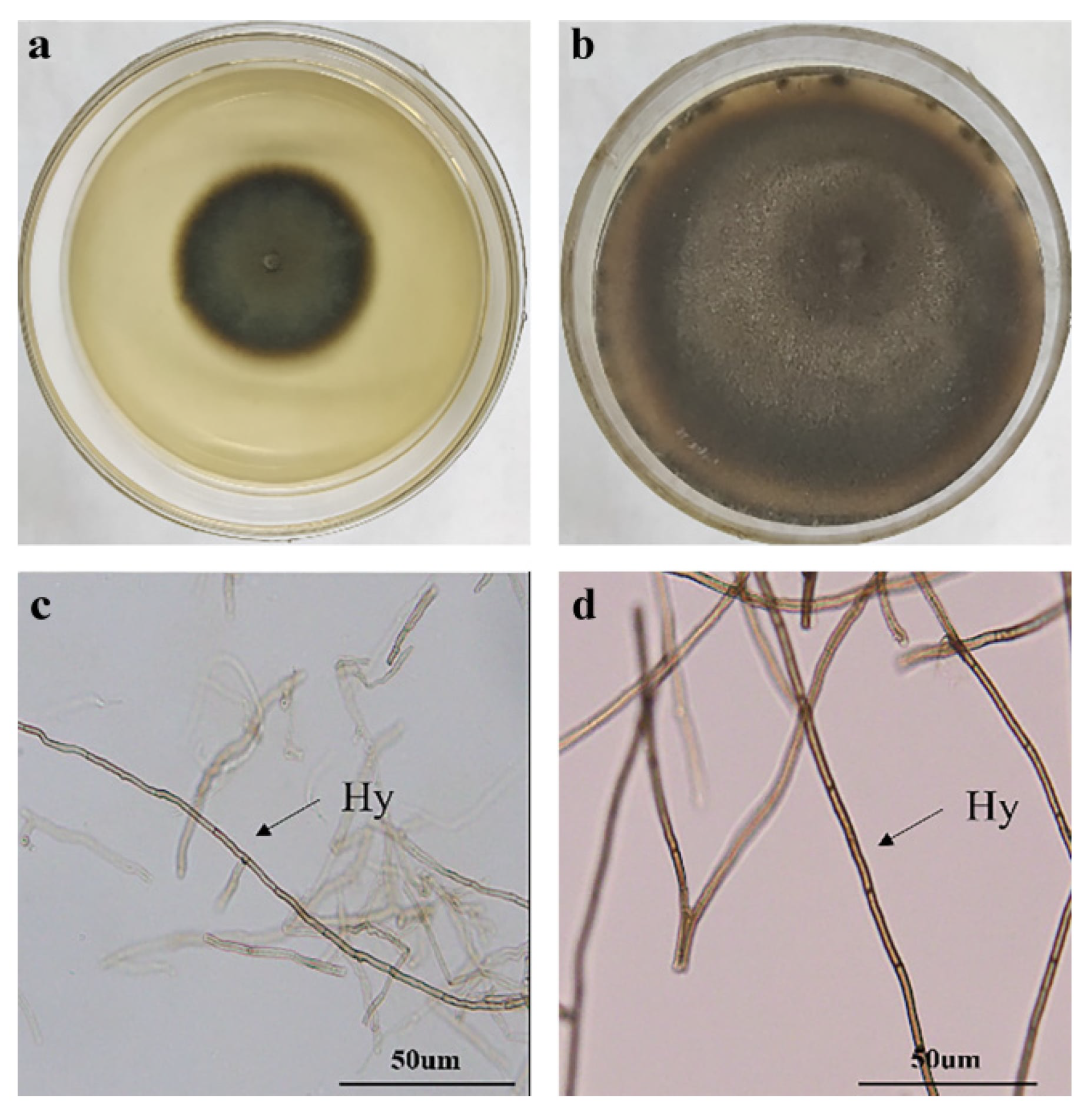 Microorganisms 14 02415 g001 Microorganisms 14 02415 g001