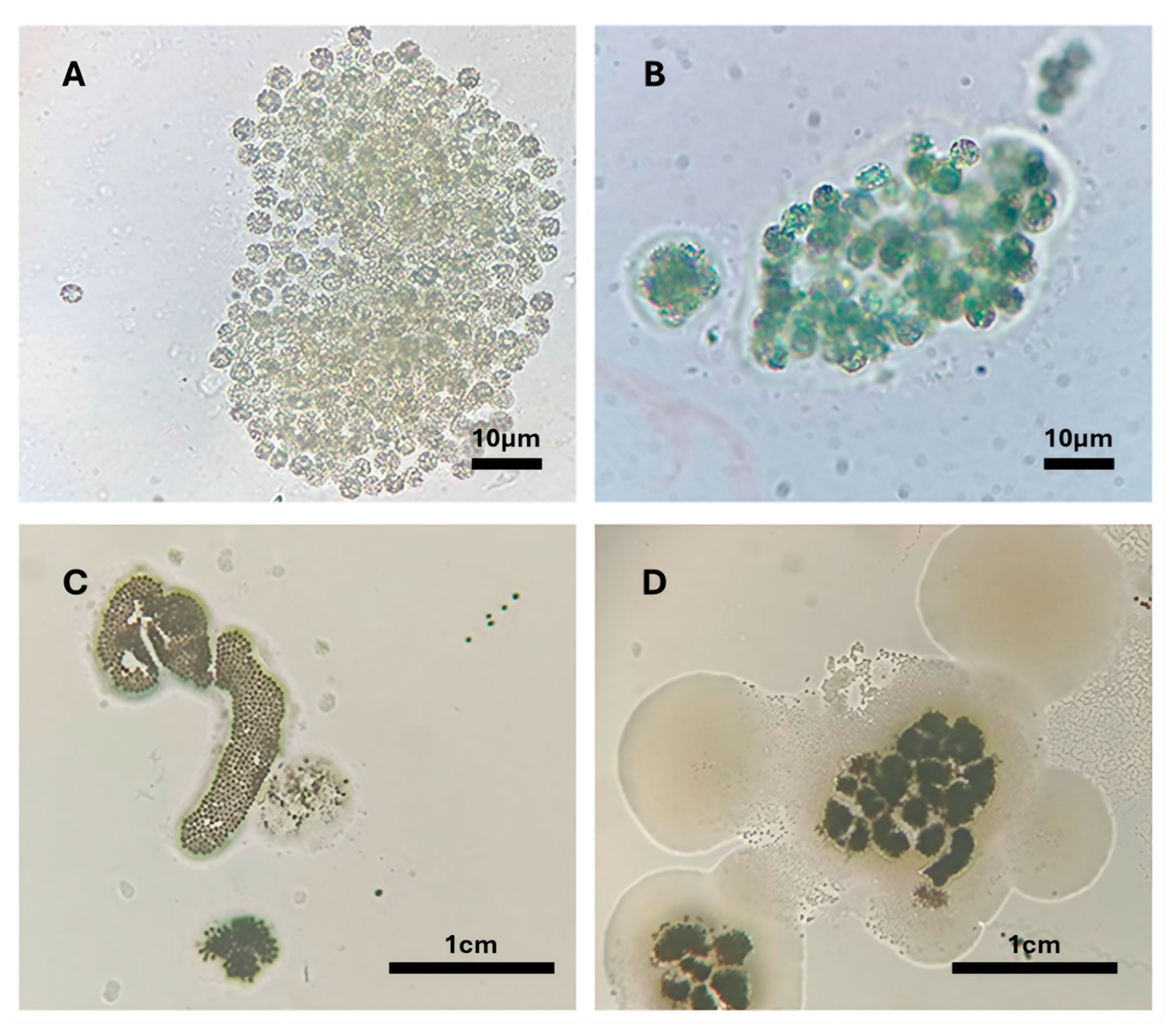 Microorganisms 14 02429 g0a2