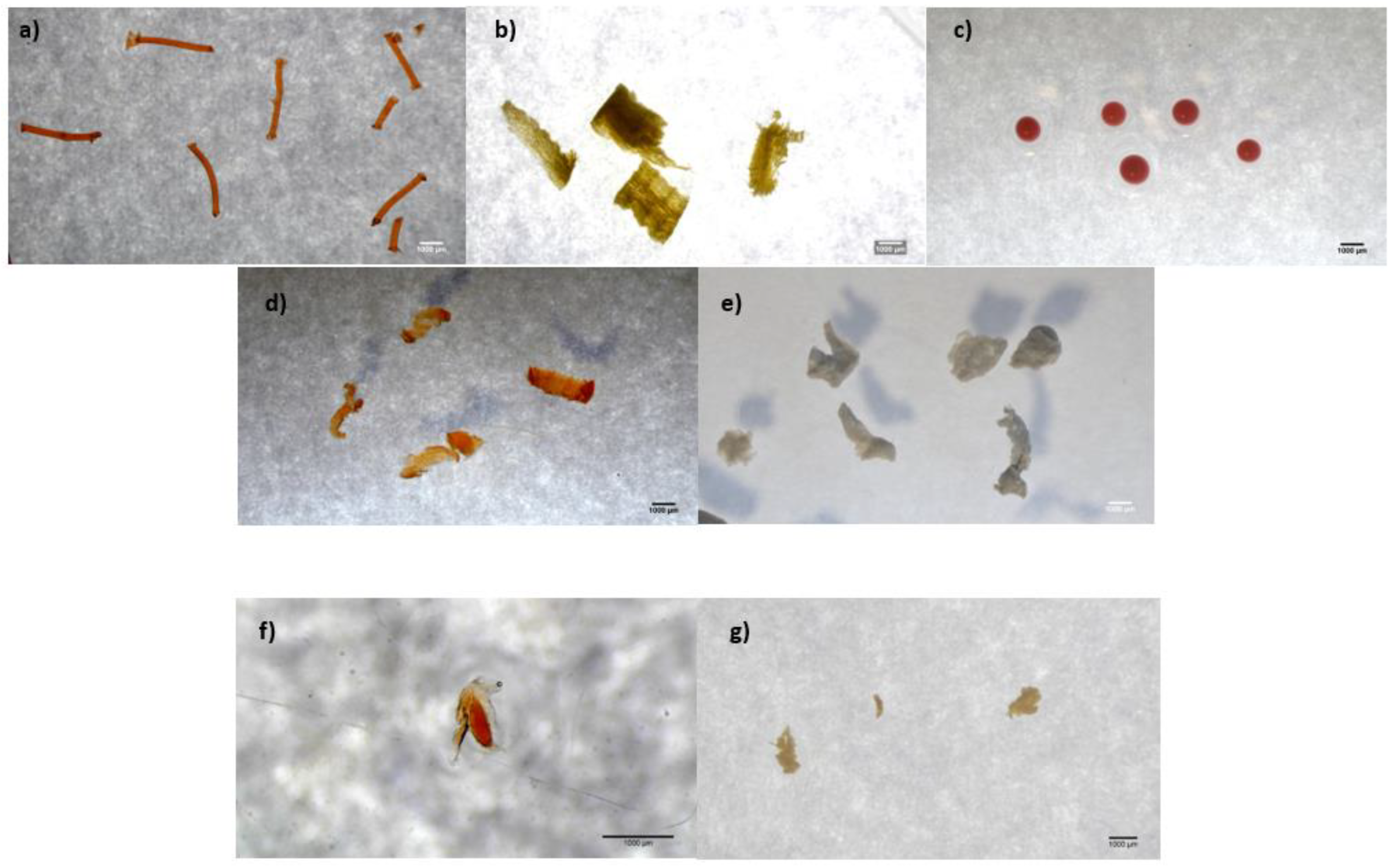 Microplastics 01 00032 g002a