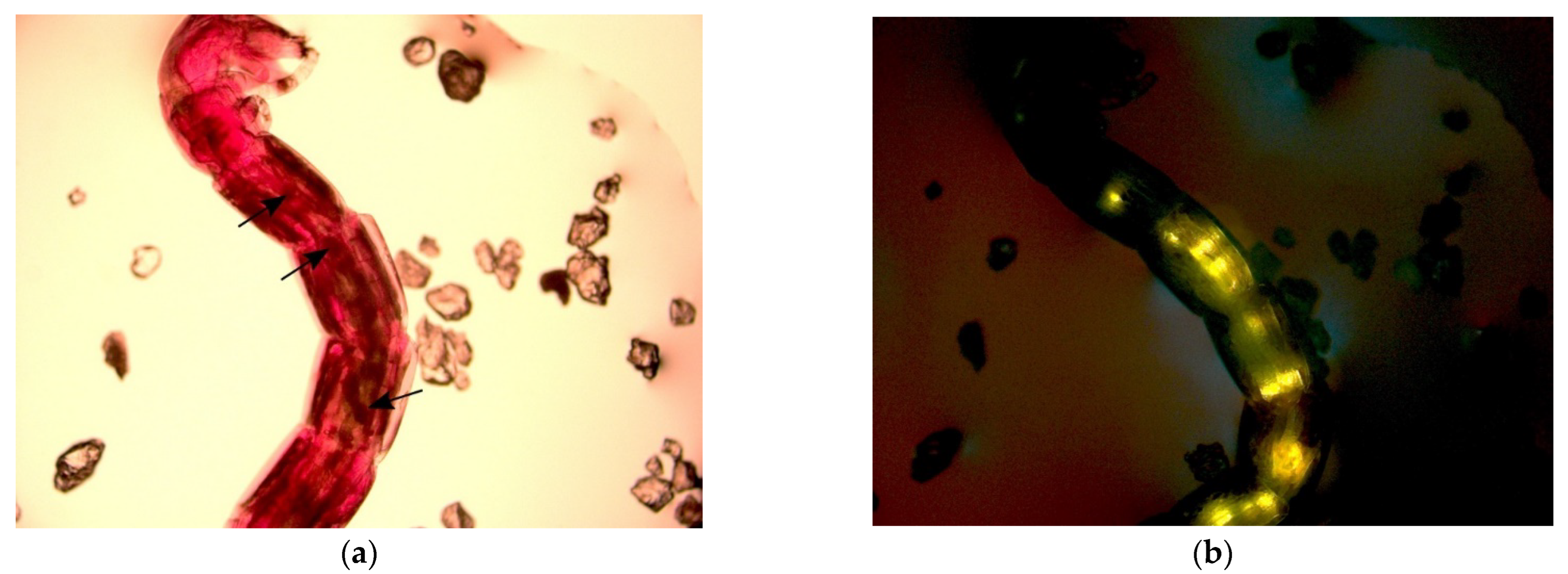 Microplastics 01 00036 g001