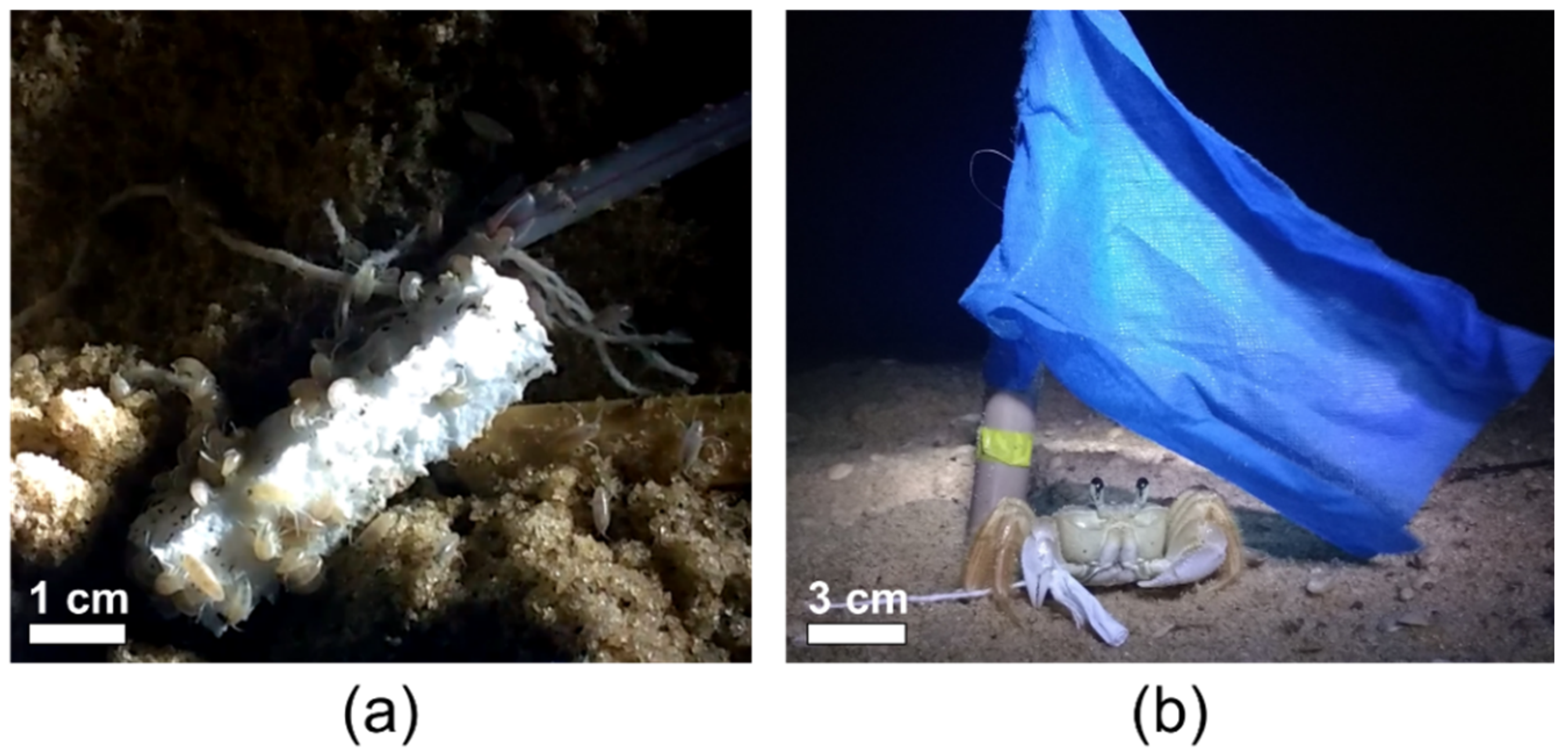 Microplastics 01 00039 g002 Microplastics 01 00039 g002