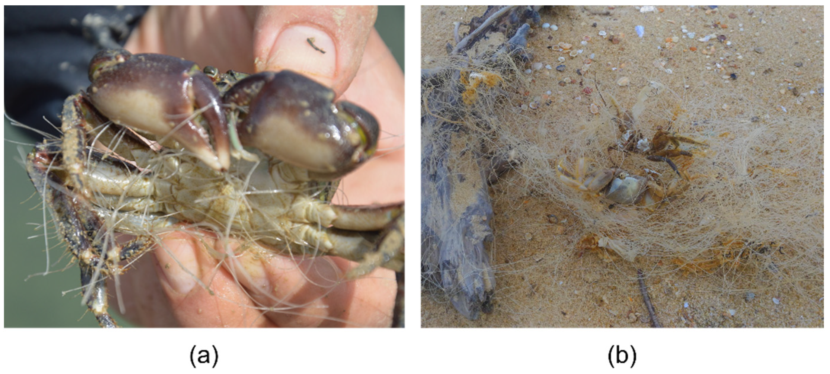 Microplastics 01 00039 g005 Microplastics 01 00039 g005