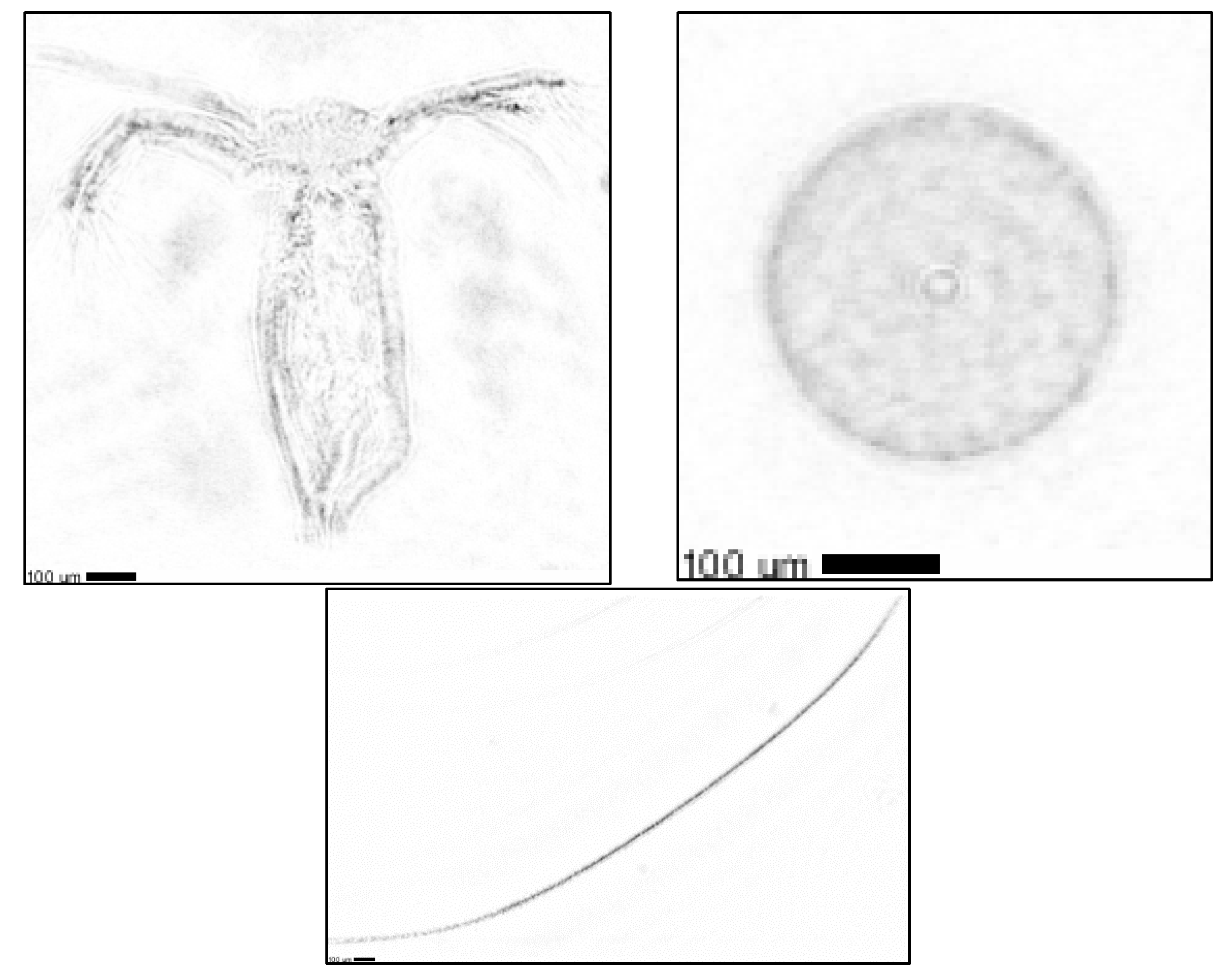 Microplastics 01 00044 g007