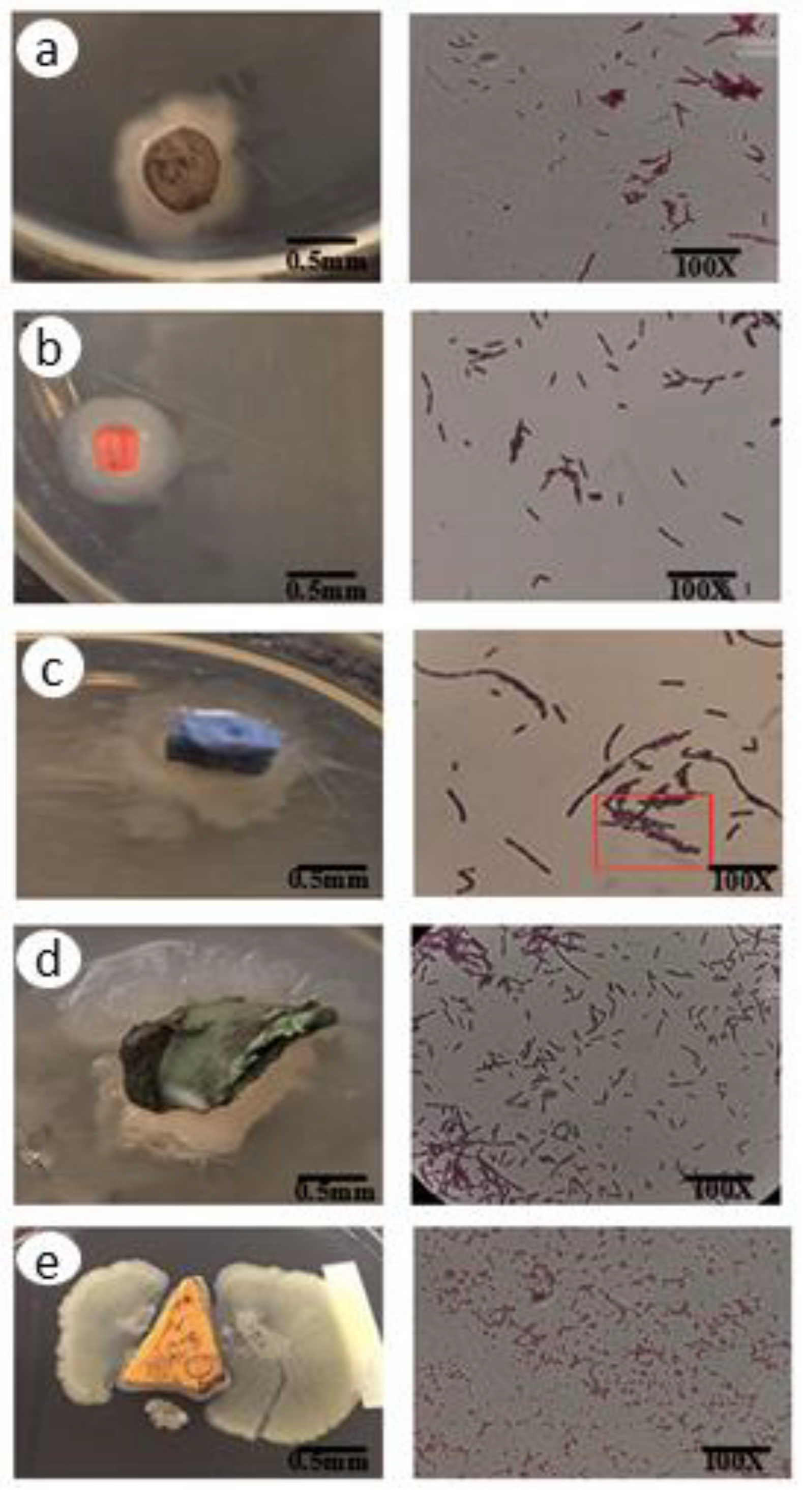 Microplastics 02 00021 g009