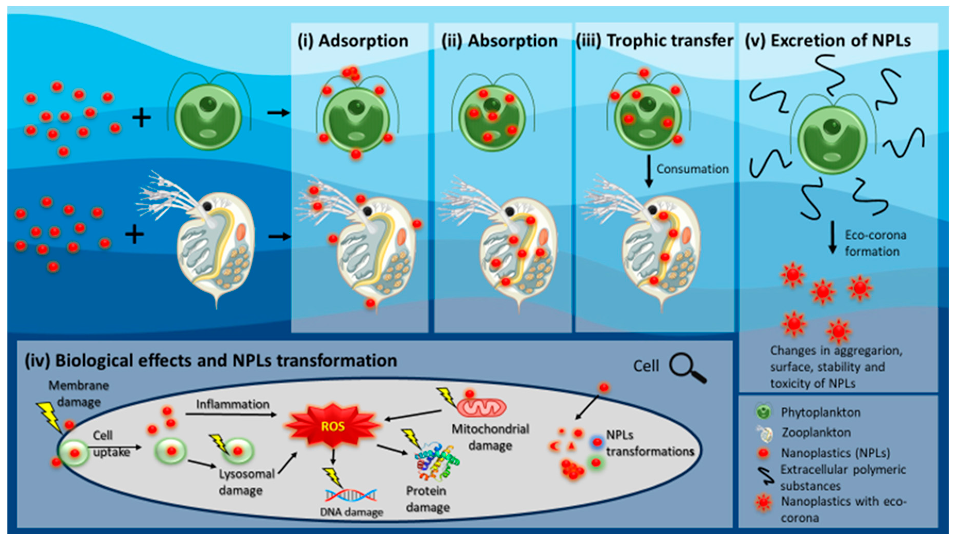 Microplastics 02 00029 g001